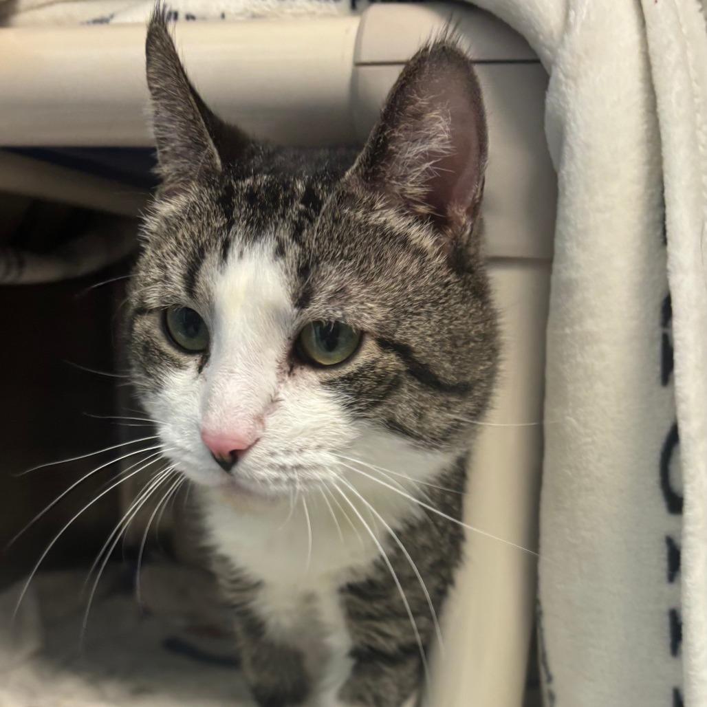 Enlarge Mootie, a Adoptable Domestic Short Hair in Philadelphia, PA image 3/3
