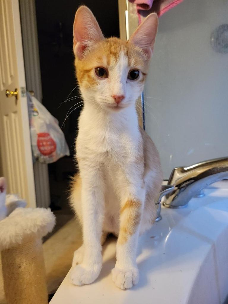 Ducky, Adoptable, Adult Male Domestic Short Hair.