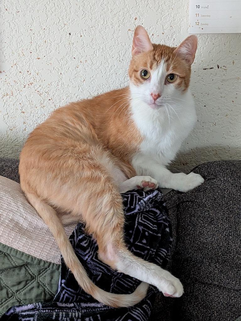 Ducky, Adoptable, Adult Male Domestic Short Hair.