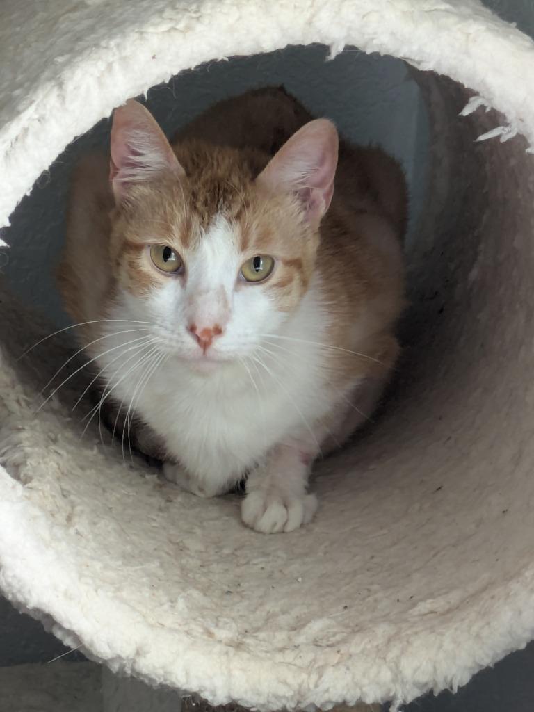 Enlarge Ducky, a Adoptable mixed breed in San Antonio, TX image 2/4