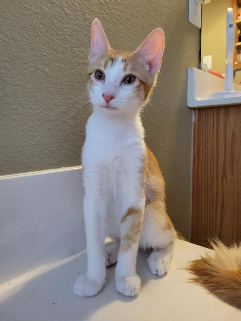 Enlarge Ducky, a Adoptable mixed breed in San Antonio, TX image 2/6