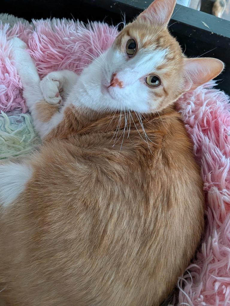 Enlarge Ducky, a Adoptable mixed breed in San Antonio, TX image 3/6