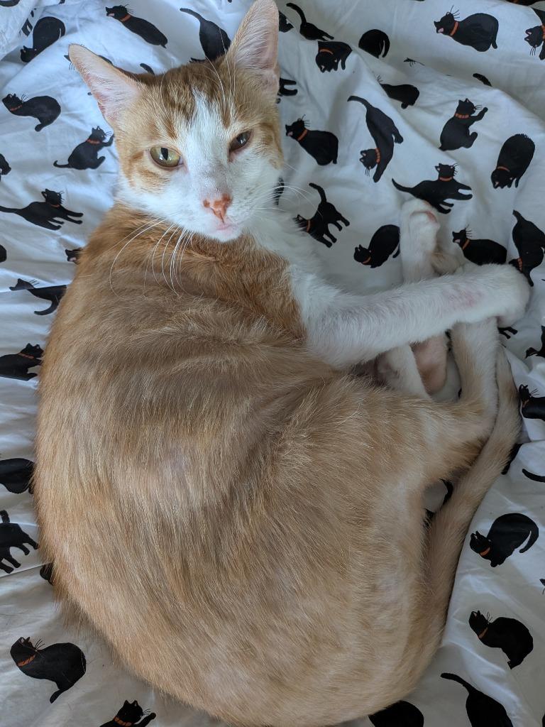 Enlarge Ducky, a Adoptable mixed breed in San Antonio, TX image 4/4