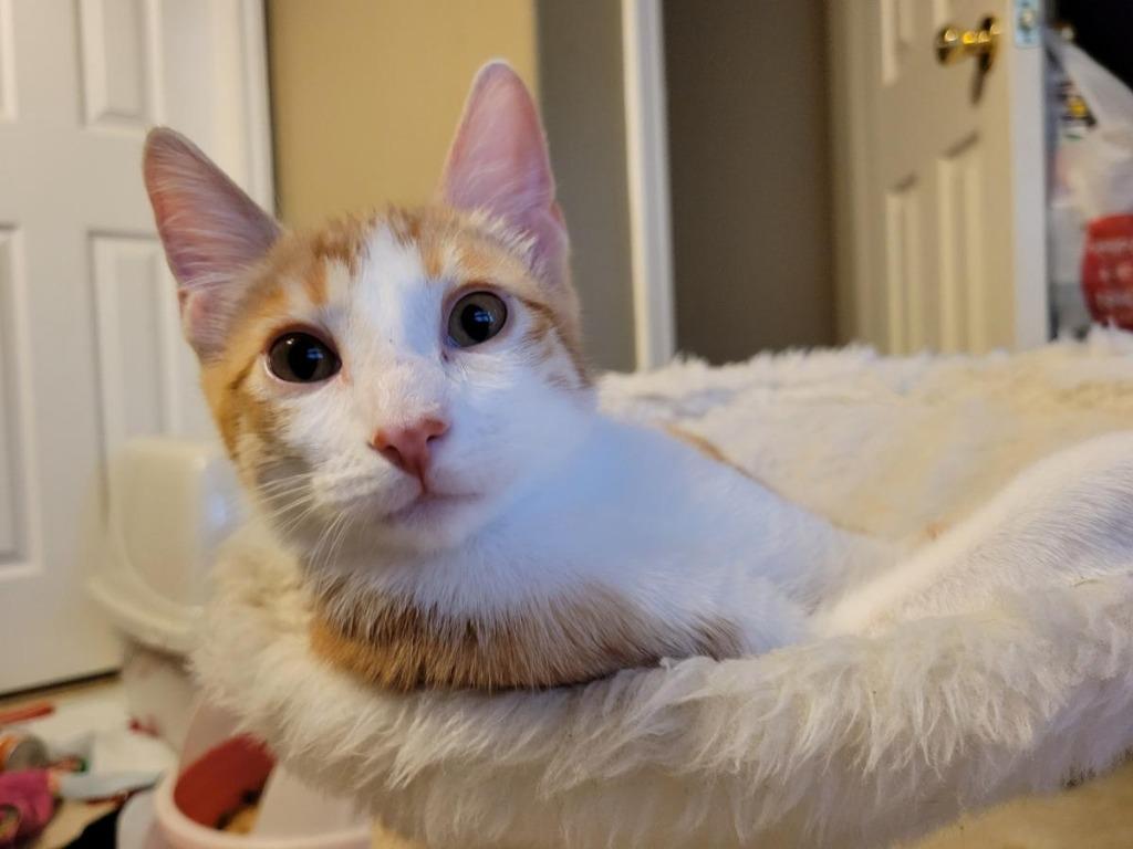 Enlarge Ducky, a Adoptable mixed breed in San Antonio, TX image 4/6