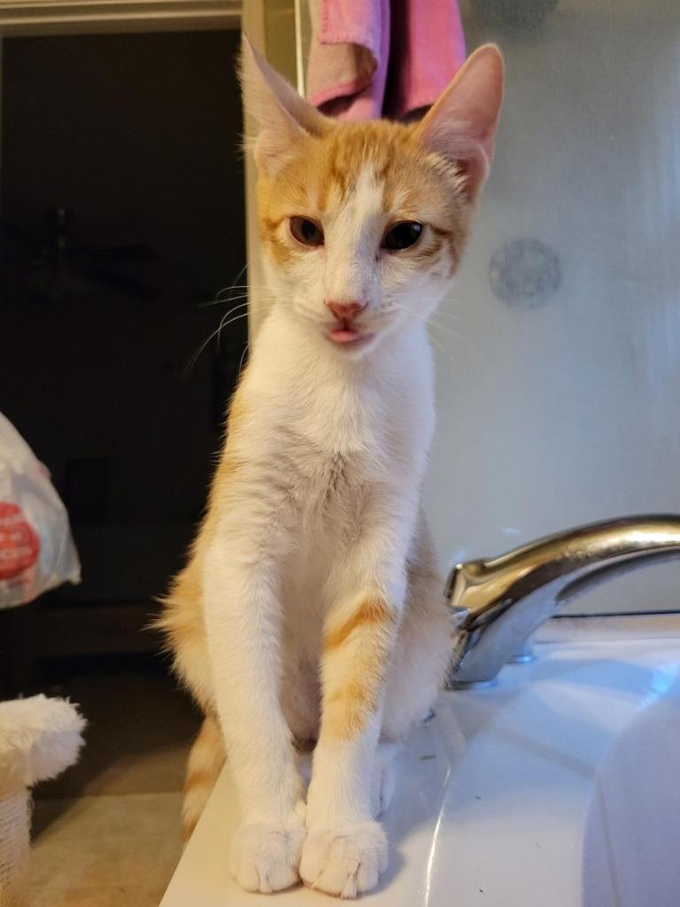 Enlarge Ducky, a Adoptable mixed breed in San Antonio, TX image 5/6