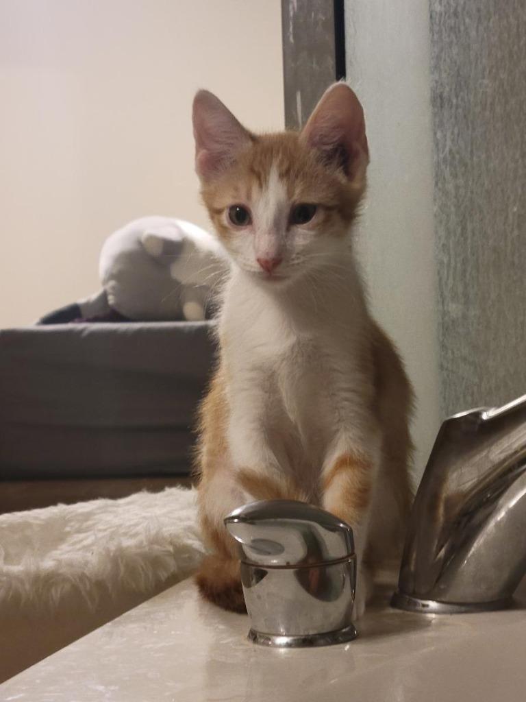 Enlarge Ducky, a Adoptable mixed breed in San Antonio, TX image 6/6