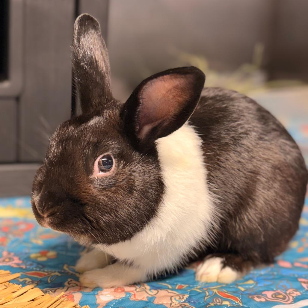 Enlarge Spunky  (bonded with Sage), a Adoptable Dutch in Winston-Salem, NC image 1/1