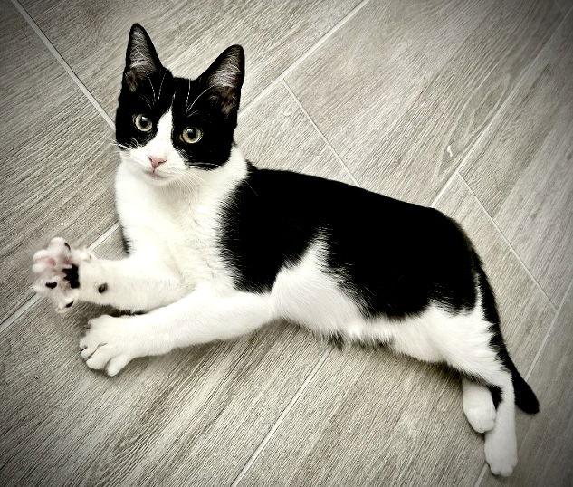 Cyan, a Adoptable Domestic Short Hair in Fort Myers, FL image 1/3