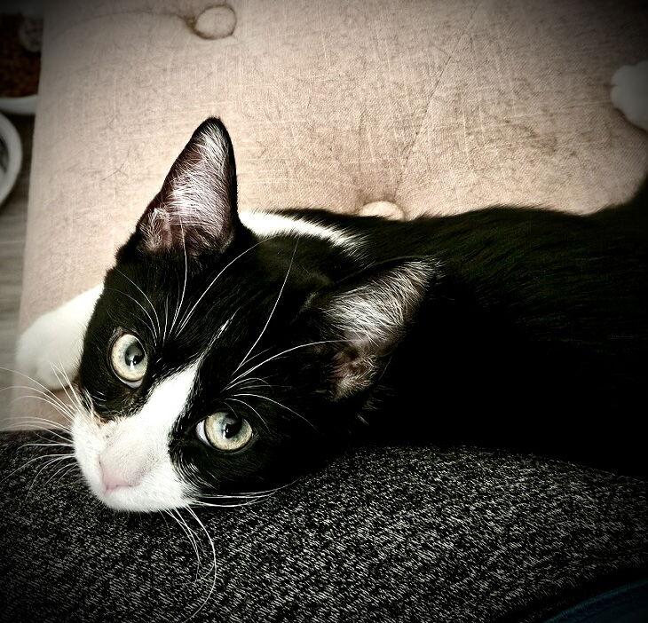 Cyan, a Adoptable Domestic Short Hair in Fort Myers, FL image 2/3