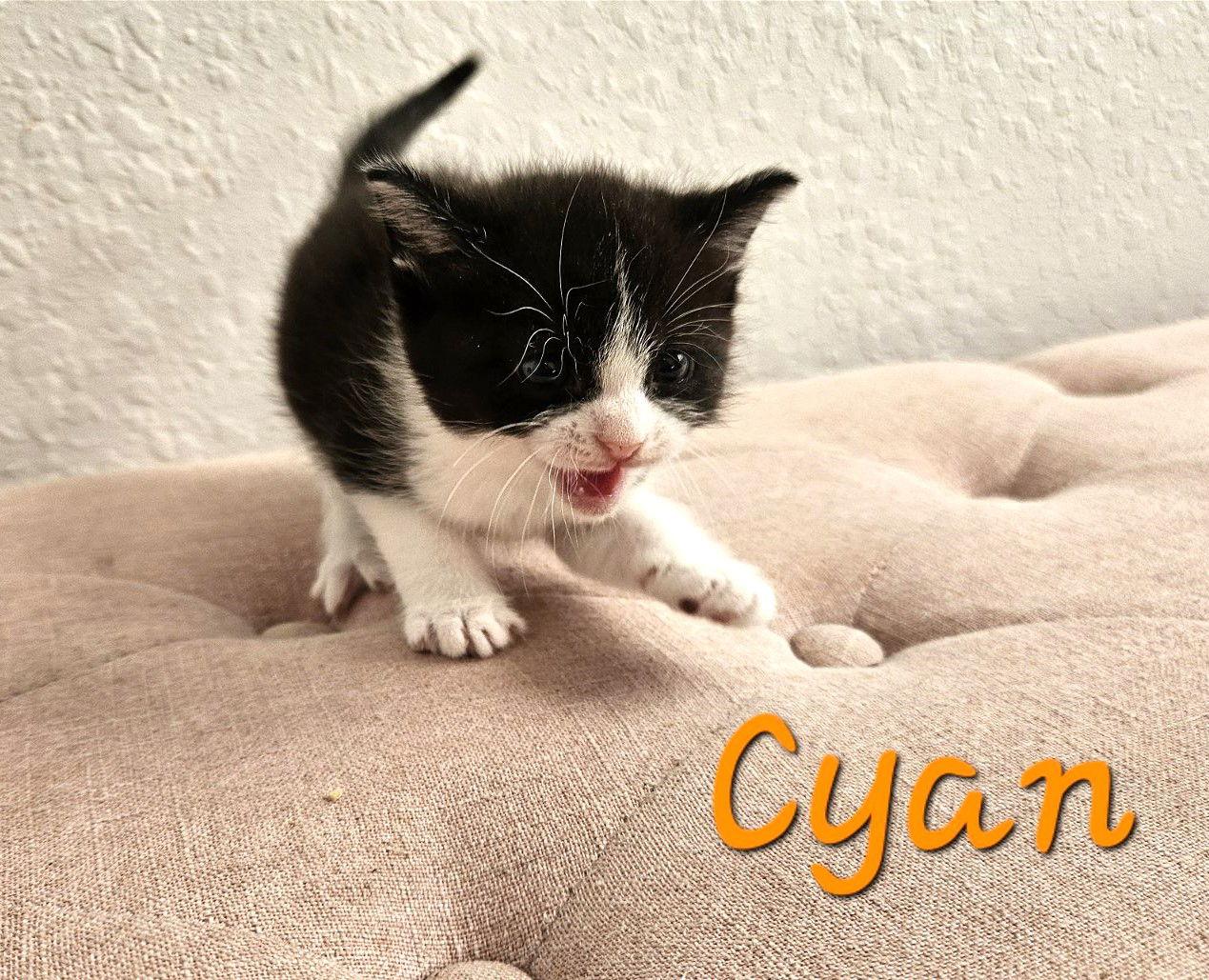 Cyan, a Adoptable Domestic Short Hair in Fort Myers, FL image 3/3