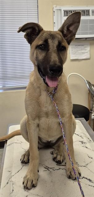 ASPEN, Adoptable, Young Female German Shepherd Dog.