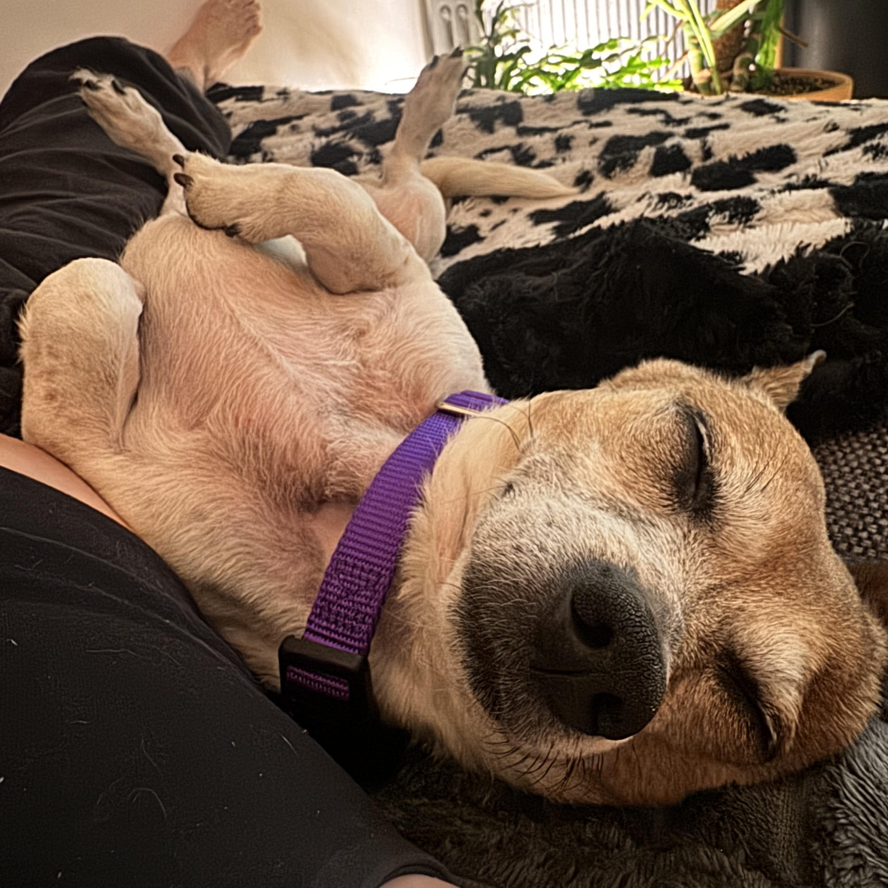 Lucky, a ADOPTABLE Chihuahua in Brooklyn, NY image 4/6