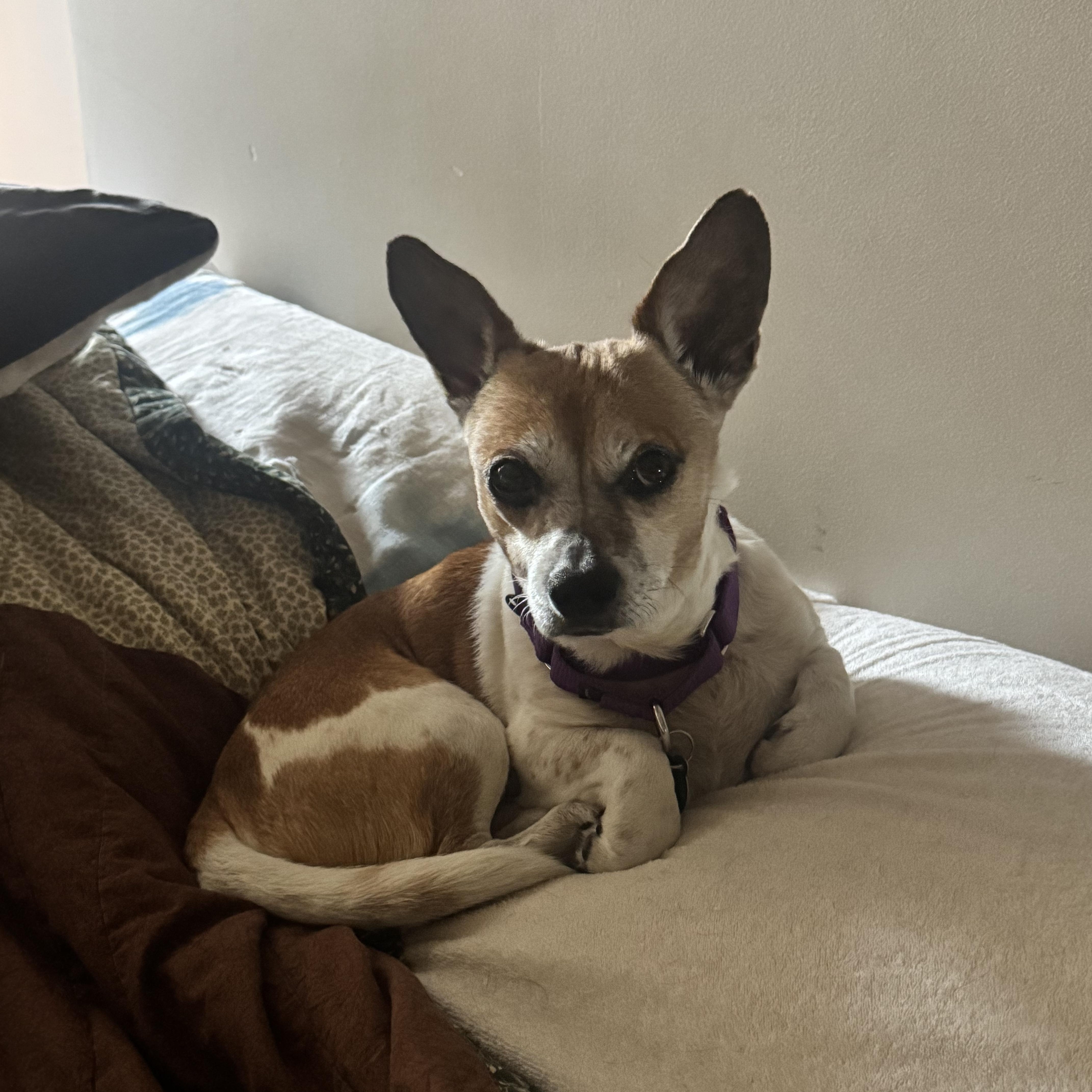 Lucky, a ADOPTABLE Chihuahua in Brooklyn, NY image 6/6