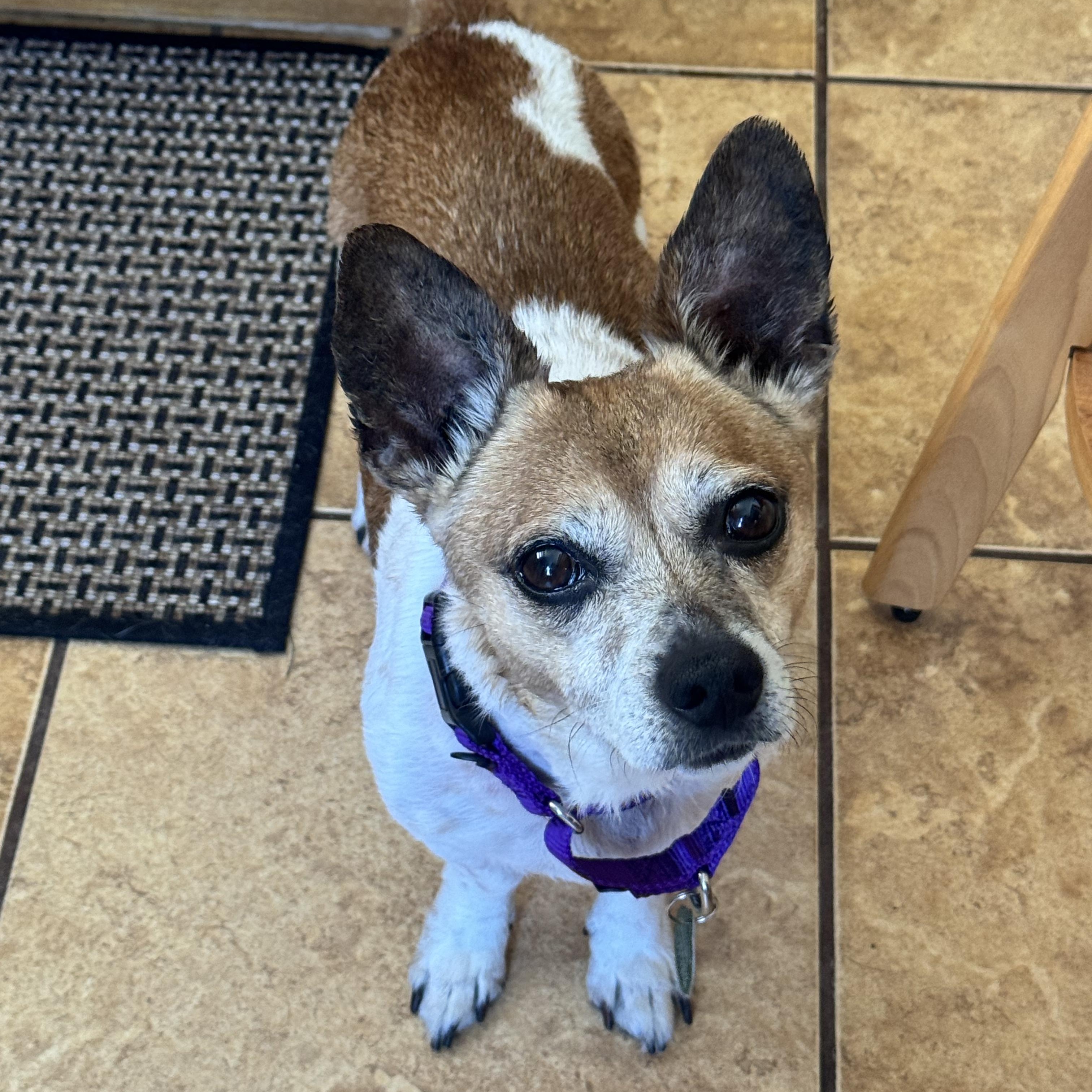 Lucky, a ADOPTABLE Chihuahua in Brooklyn, NY image 2/6