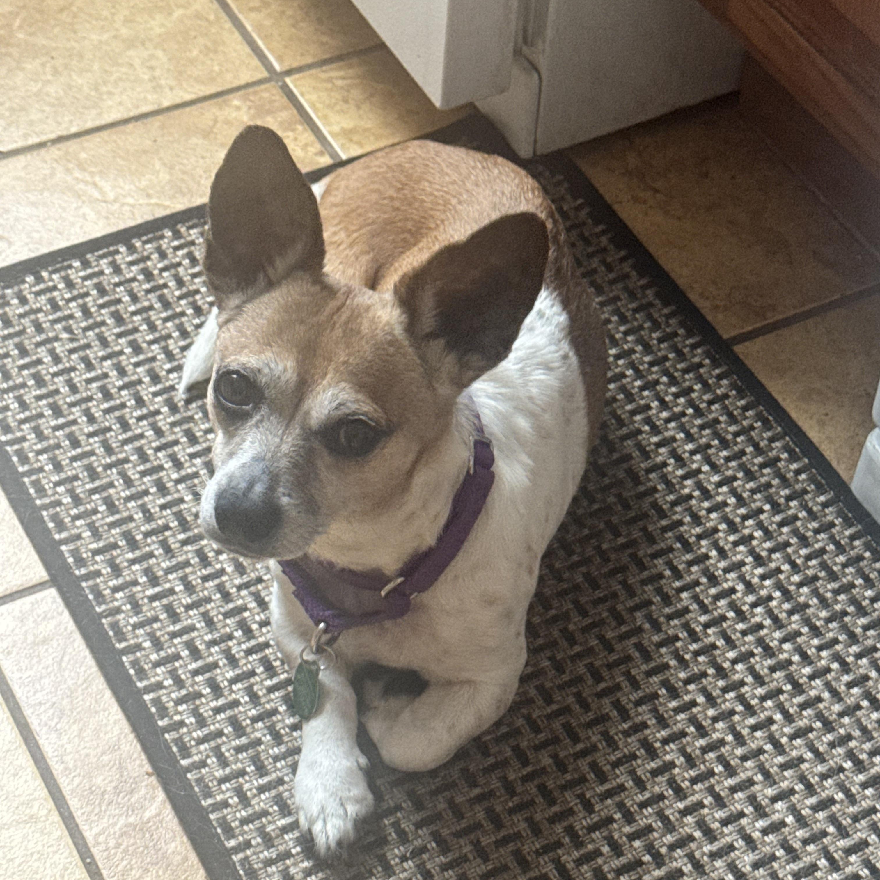 Lucky, a ADOPTABLE Chihuahua in Brooklyn, NY image 5/6