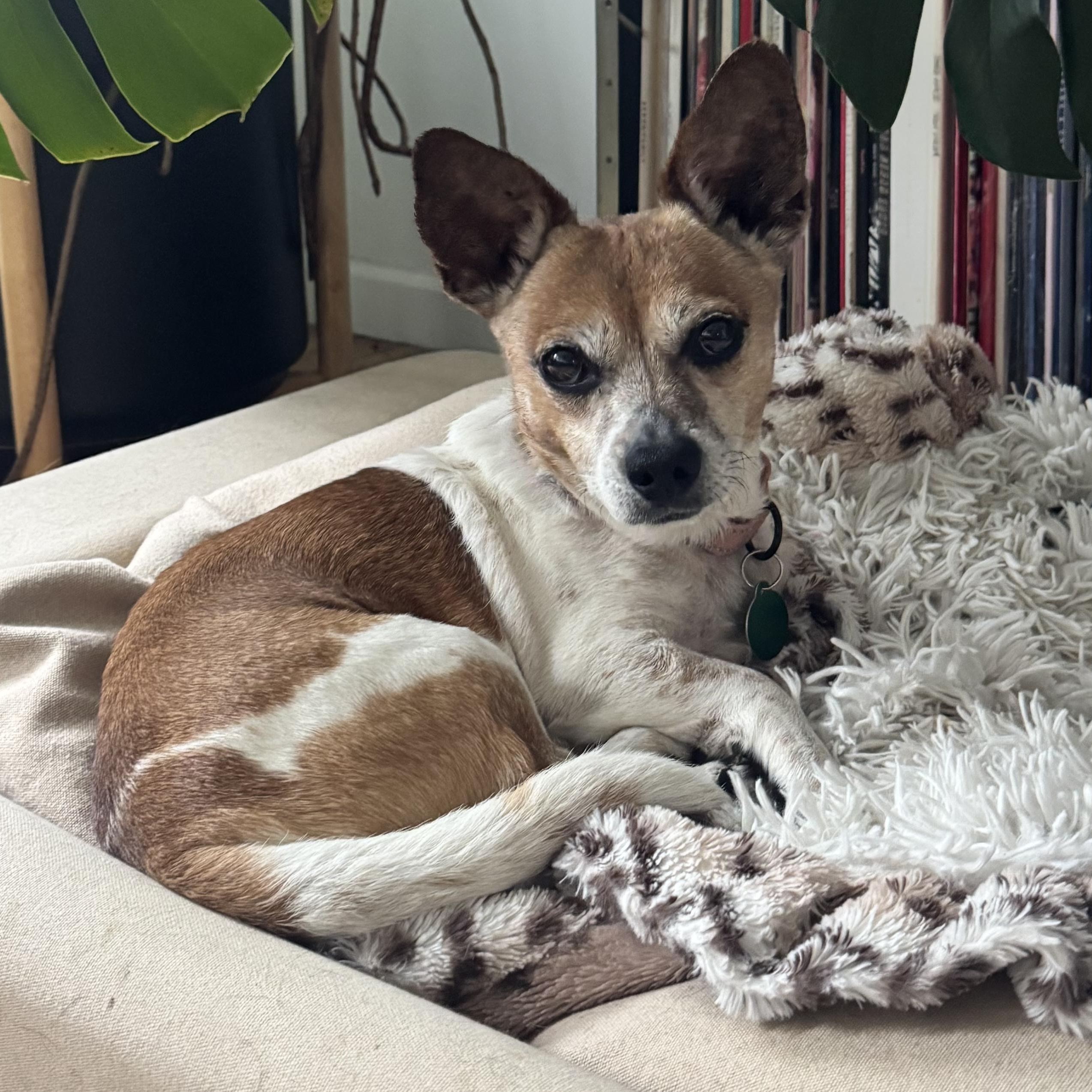 Lucky, a ADOPTABLE Chihuahua in Brooklyn, NY image 1/6