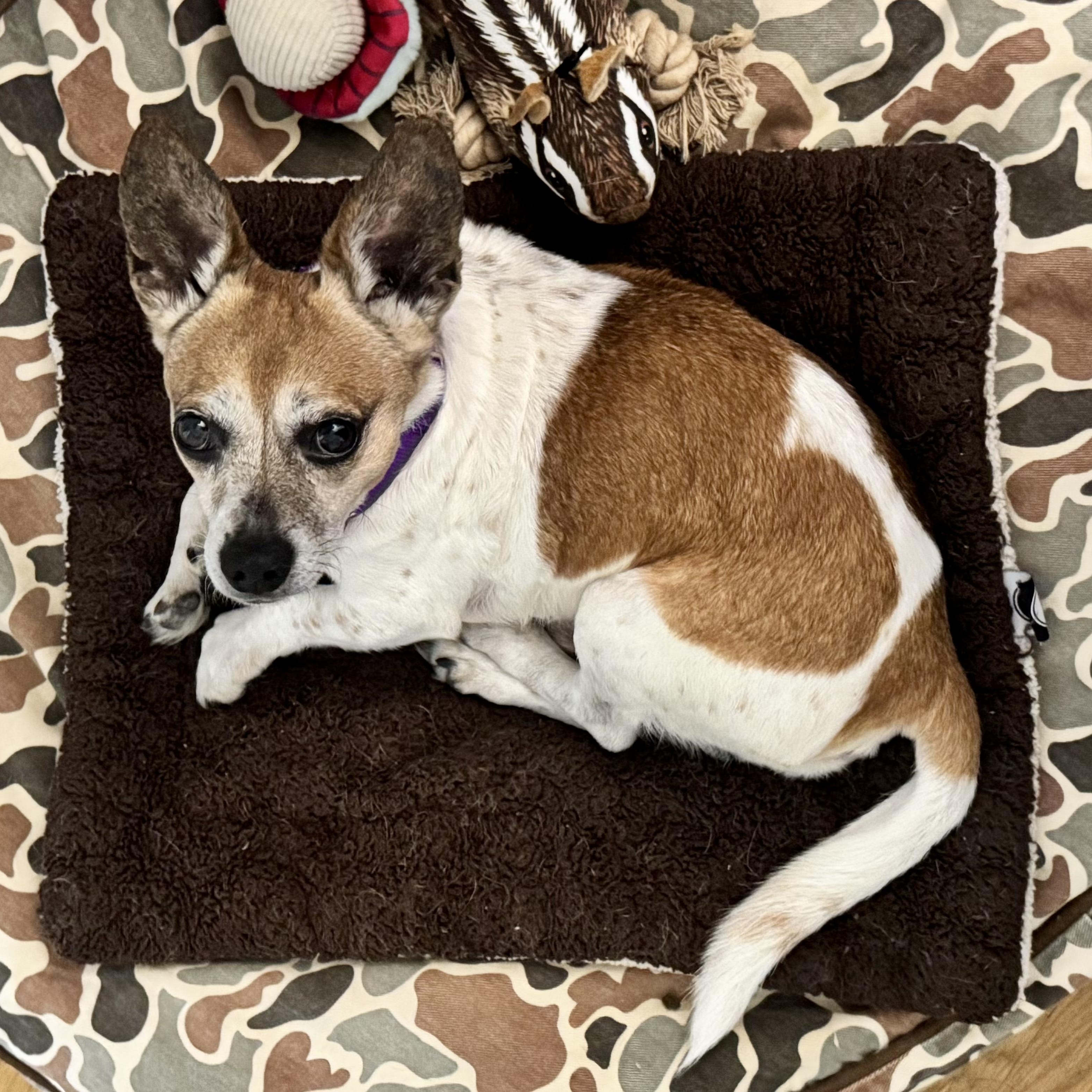 Lucky, a ADOPTABLE Chihuahua in Brooklyn, NY image 3/6