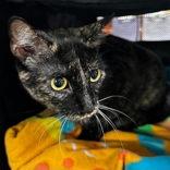 Nova, adopted, Adult Female Domestic Short Hair.