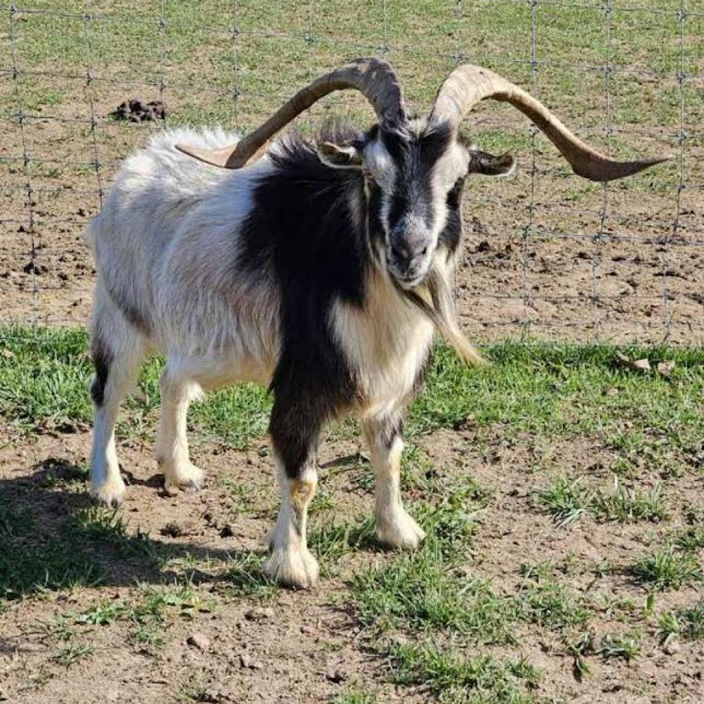 Enlarge Eldon, a Adoptable Nigerian Dwarf in Stokesdale, NC image 1/1