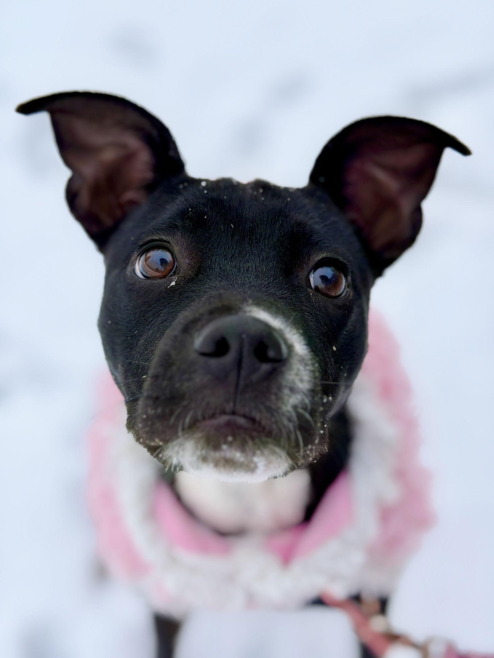 Emma, a Adopted Boston Terrier in West Cornwall, CT image 1/3