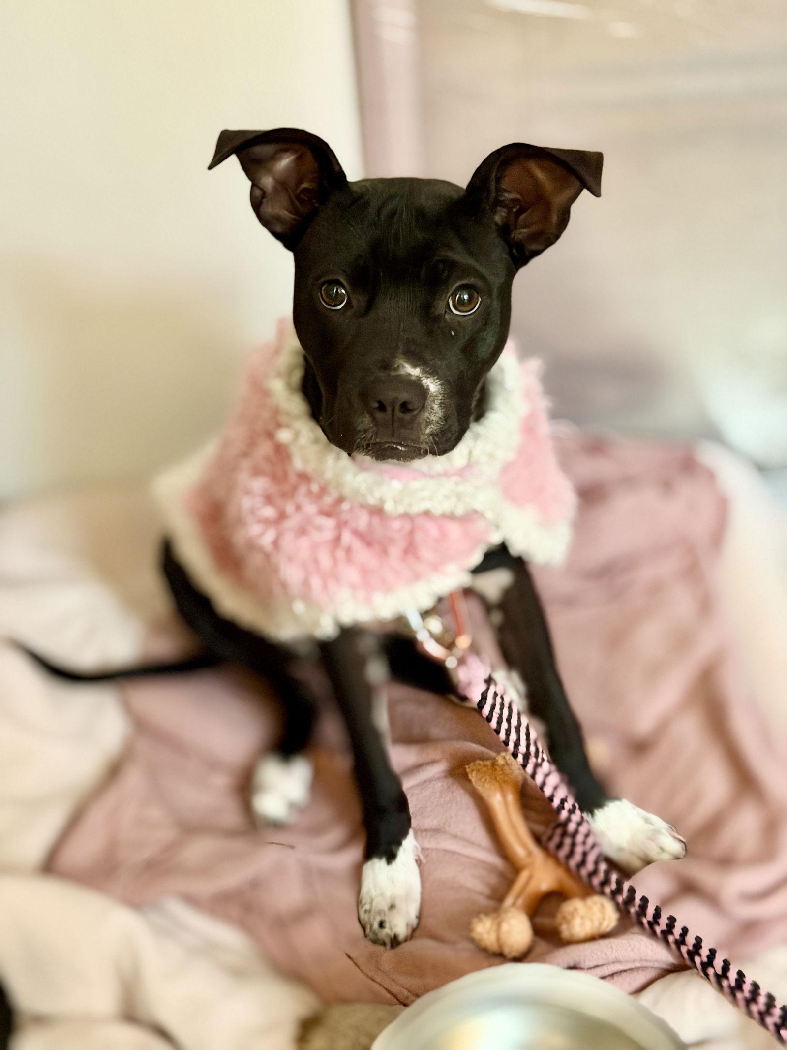 Emma, a Adopted Boston Terrier in West Cornwall, CT image 2/3