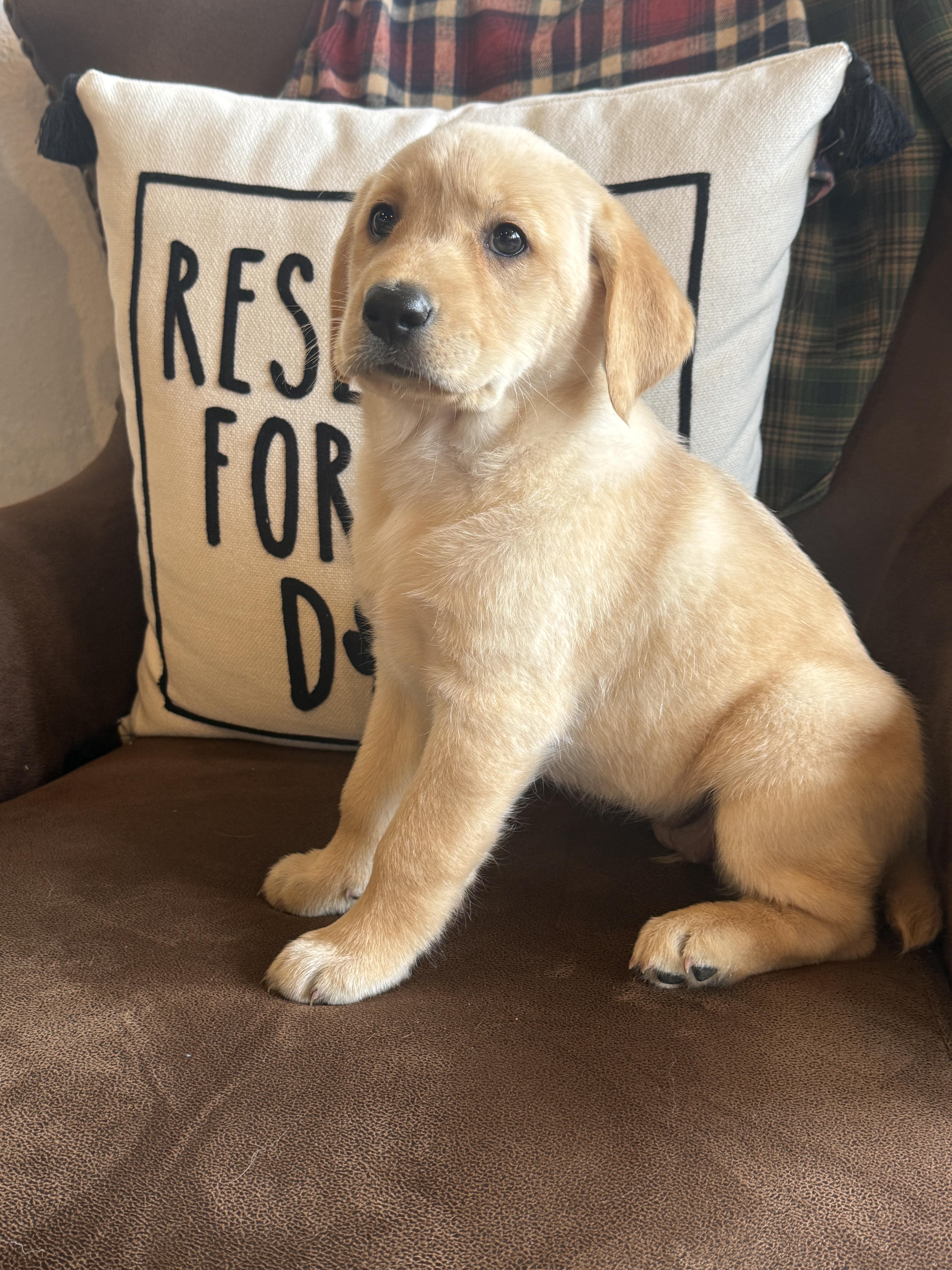 Heather, an adopted mixed breed in Hustisford , WI image 2/4