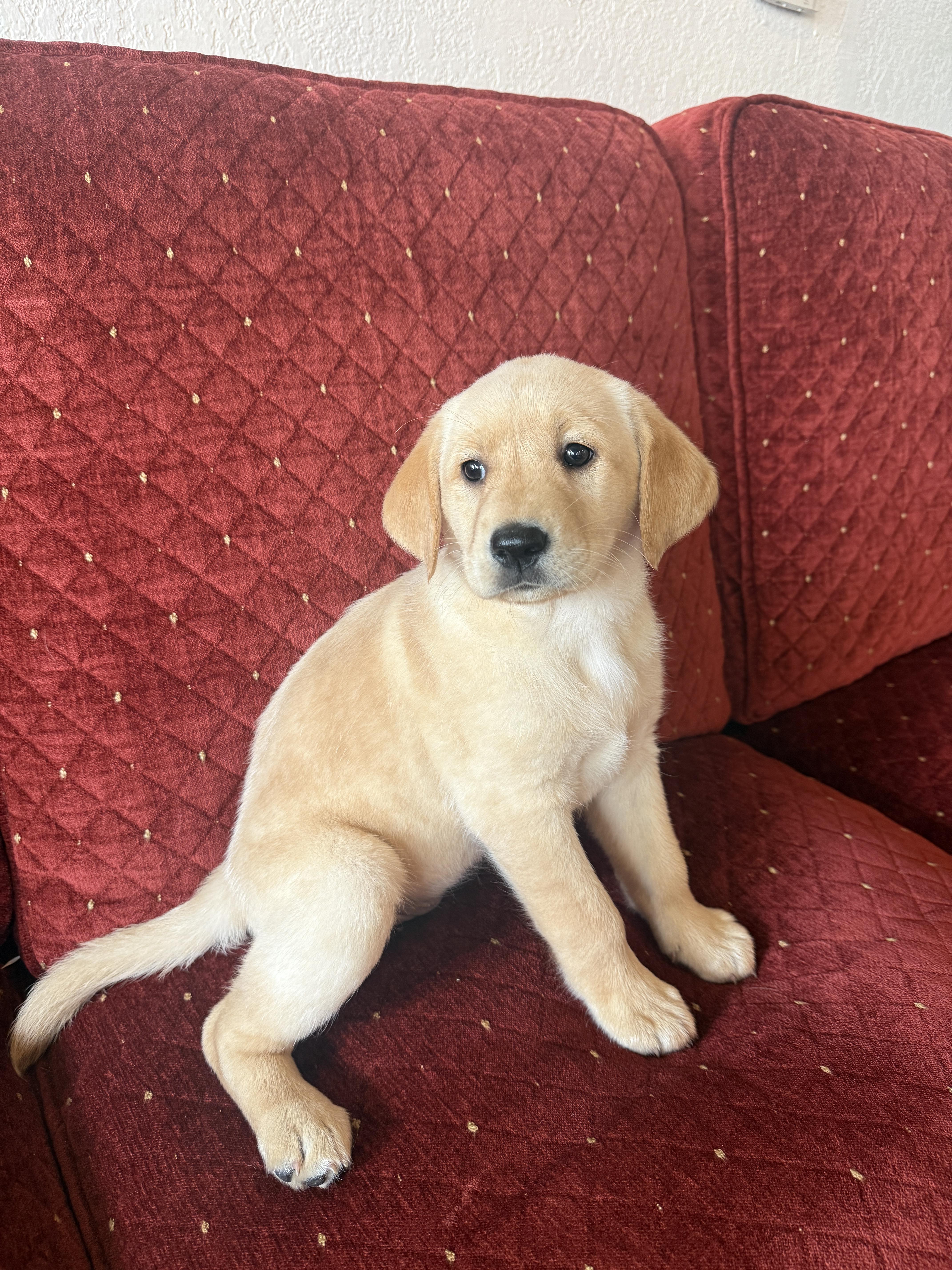 Heather, an adopted mixed breed in Hustisford , WI image 3/4