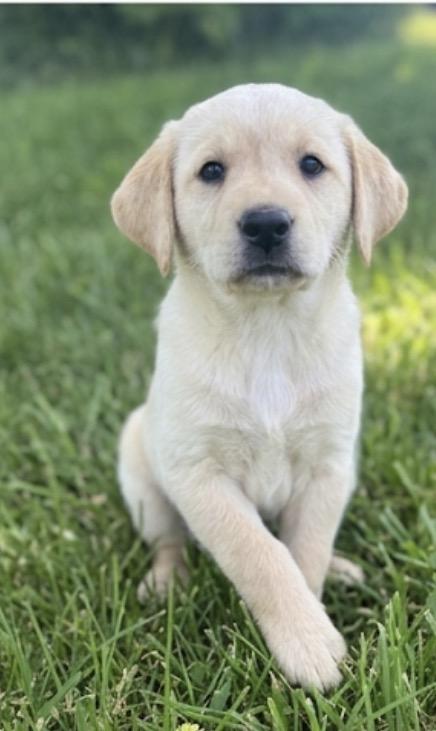 Heather, an adopted mixed breed in Hustisford , WI image 4/4