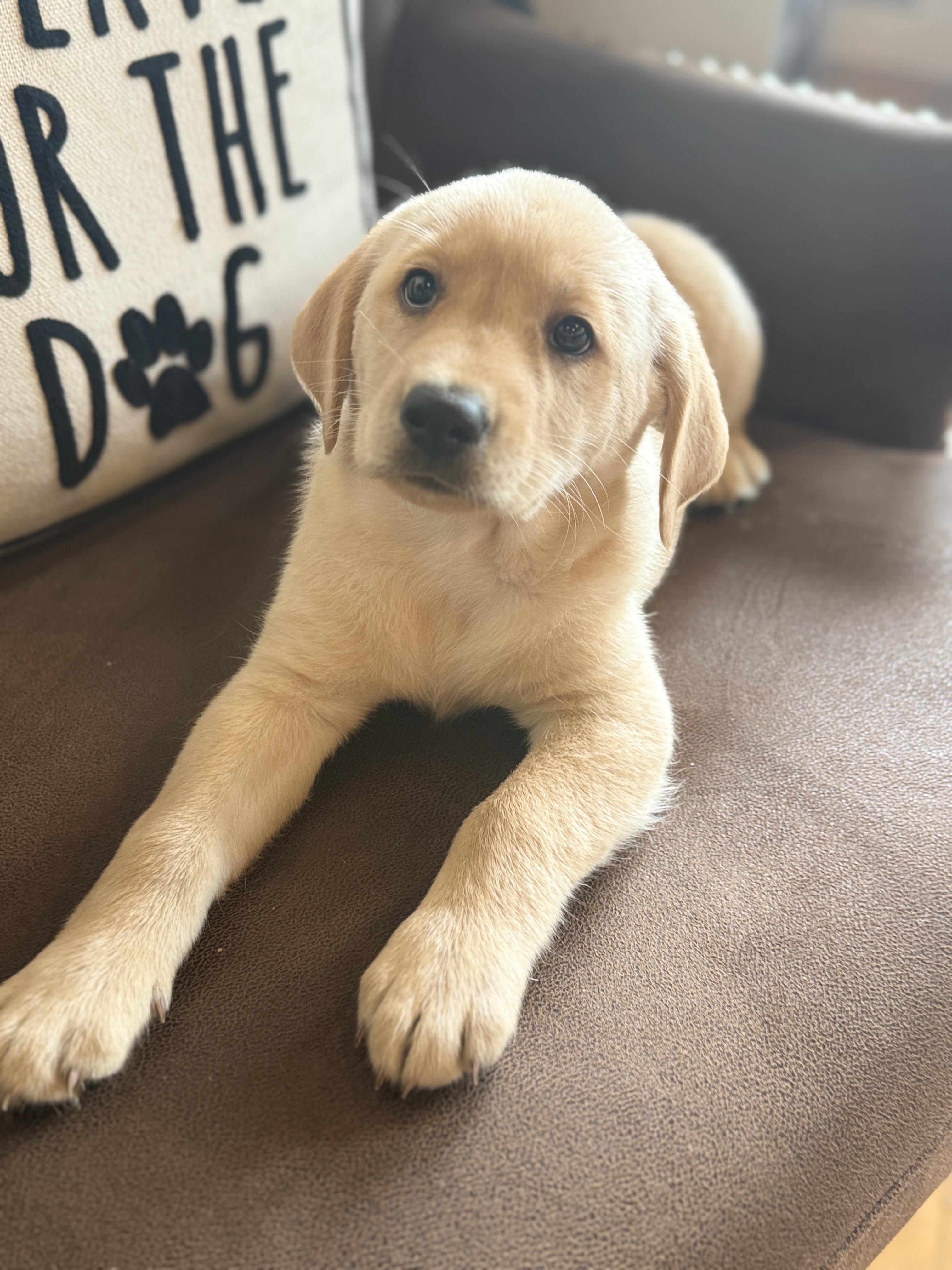 Heather, adopted, Puppy Female Labrador Retriever.