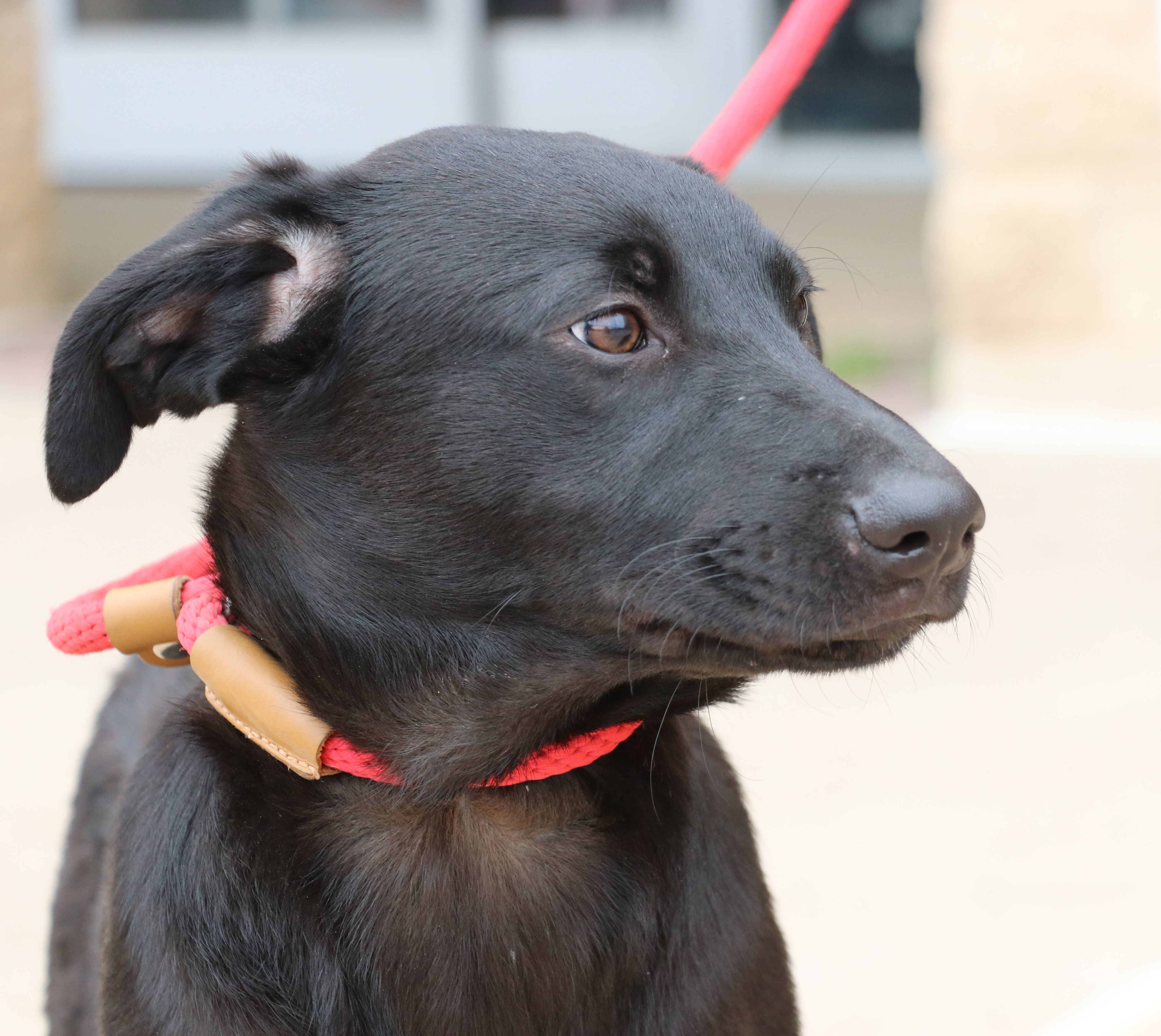Dweezel, a Adoptable mixed breed in Pflugerville, TX image 1/6