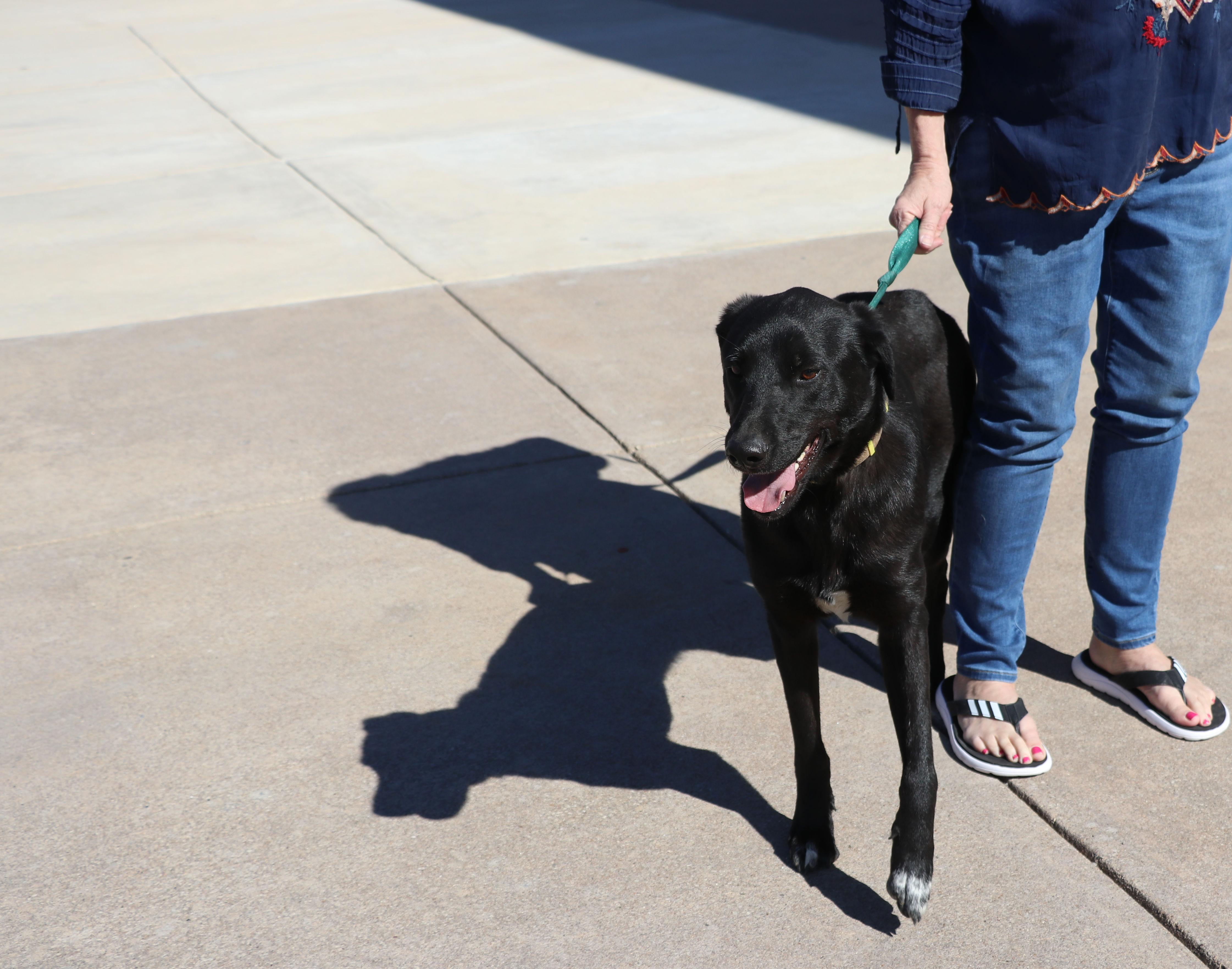 Enlarge Dweezel, a Adoptable mixed breed in Pflugerville, TX image 2/6