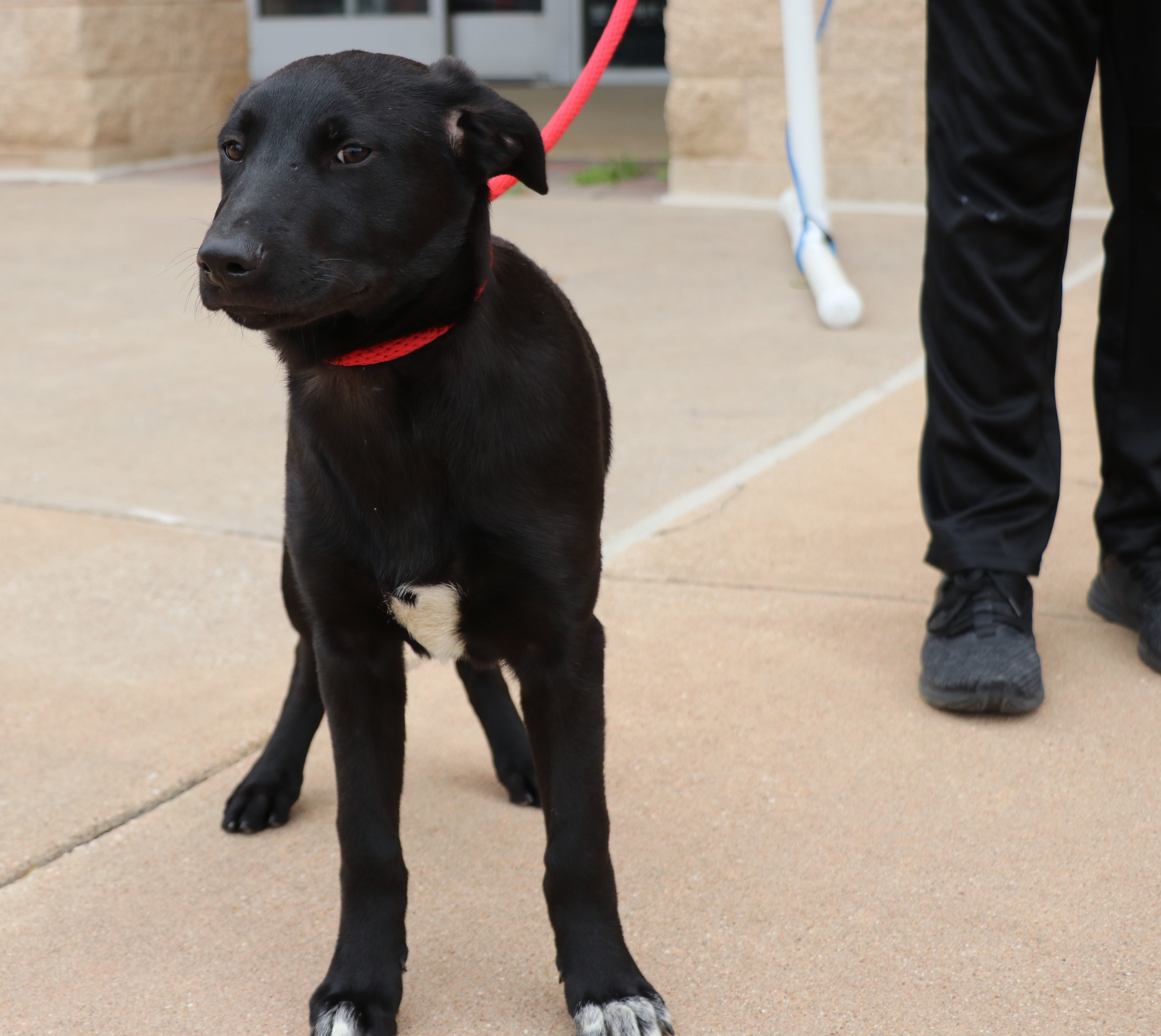 Dweezel, a Adoptable mixed breed in Pflugerville, TX image 2/6