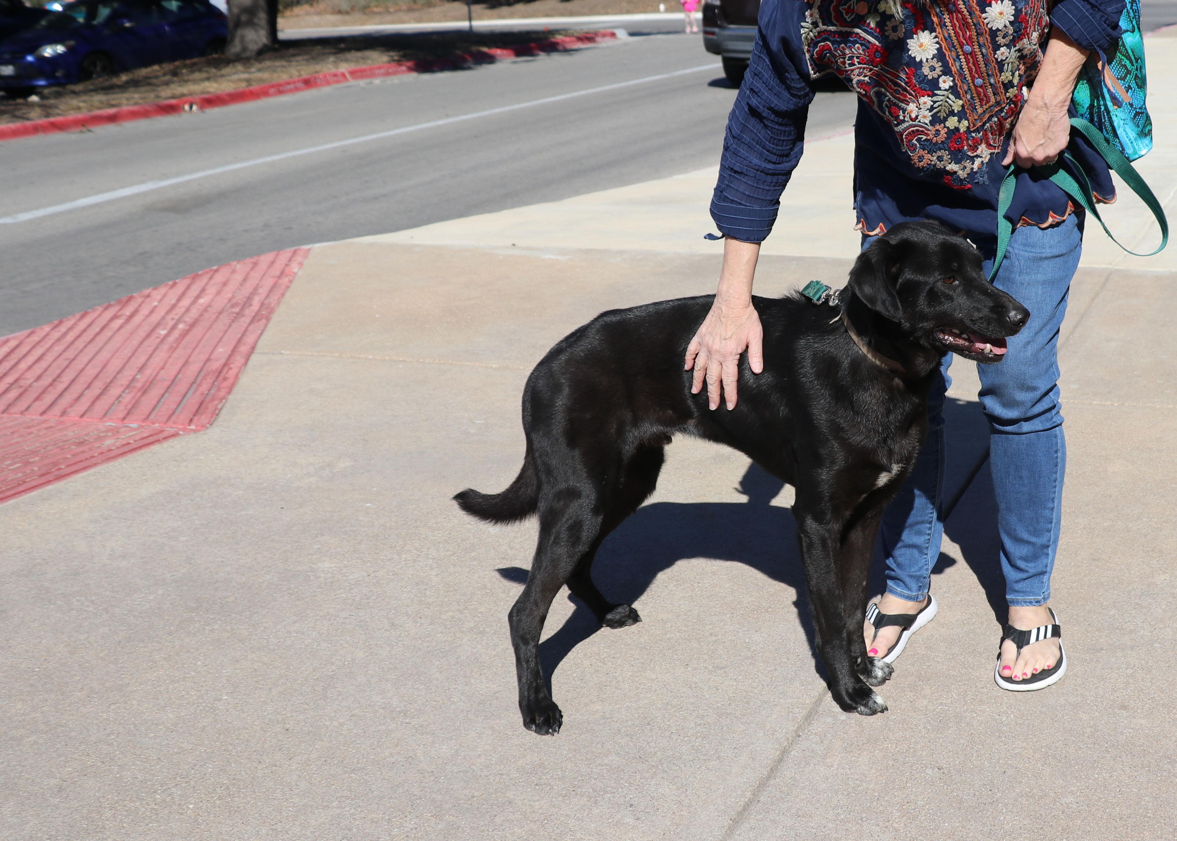 Enlarge Dweezel, a Adoptable mixed breed in Pflugerville, TX image 4/6