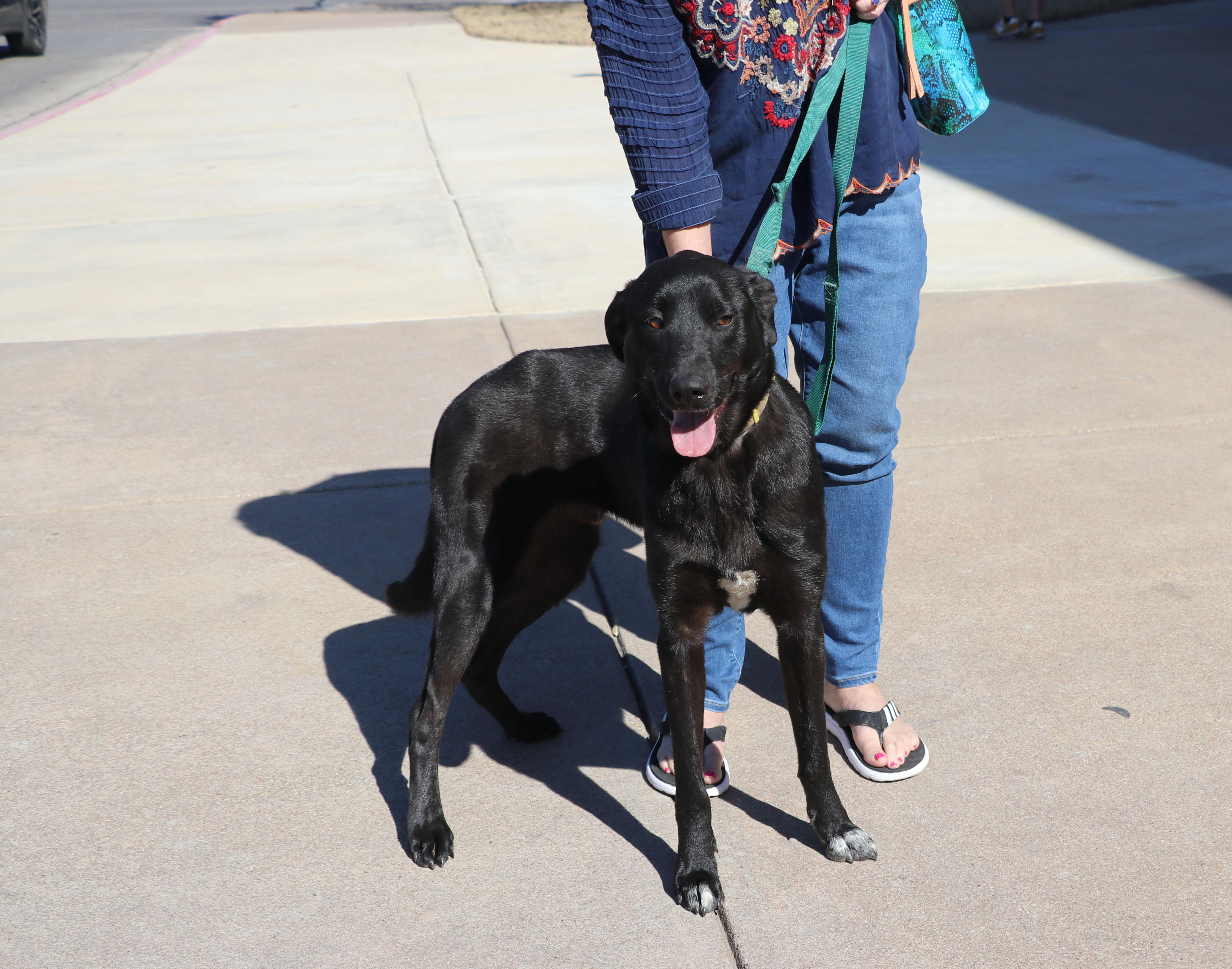 Enlarge Dweezel, a Adoptable mixed breed in Pflugerville, TX image 3/6