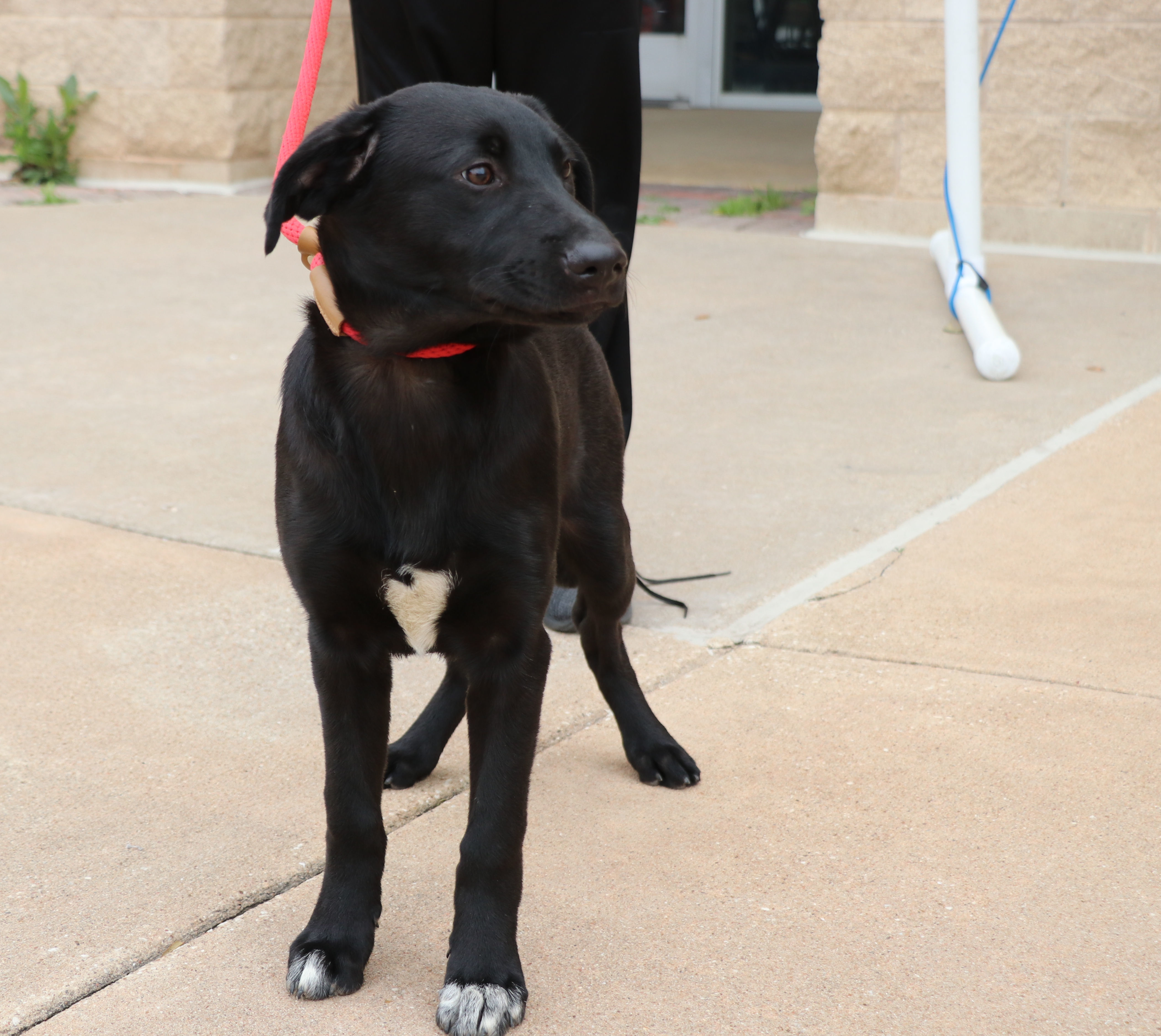 Dweezel, a Adoptable mixed breed in Pflugerville, TX image 3/6