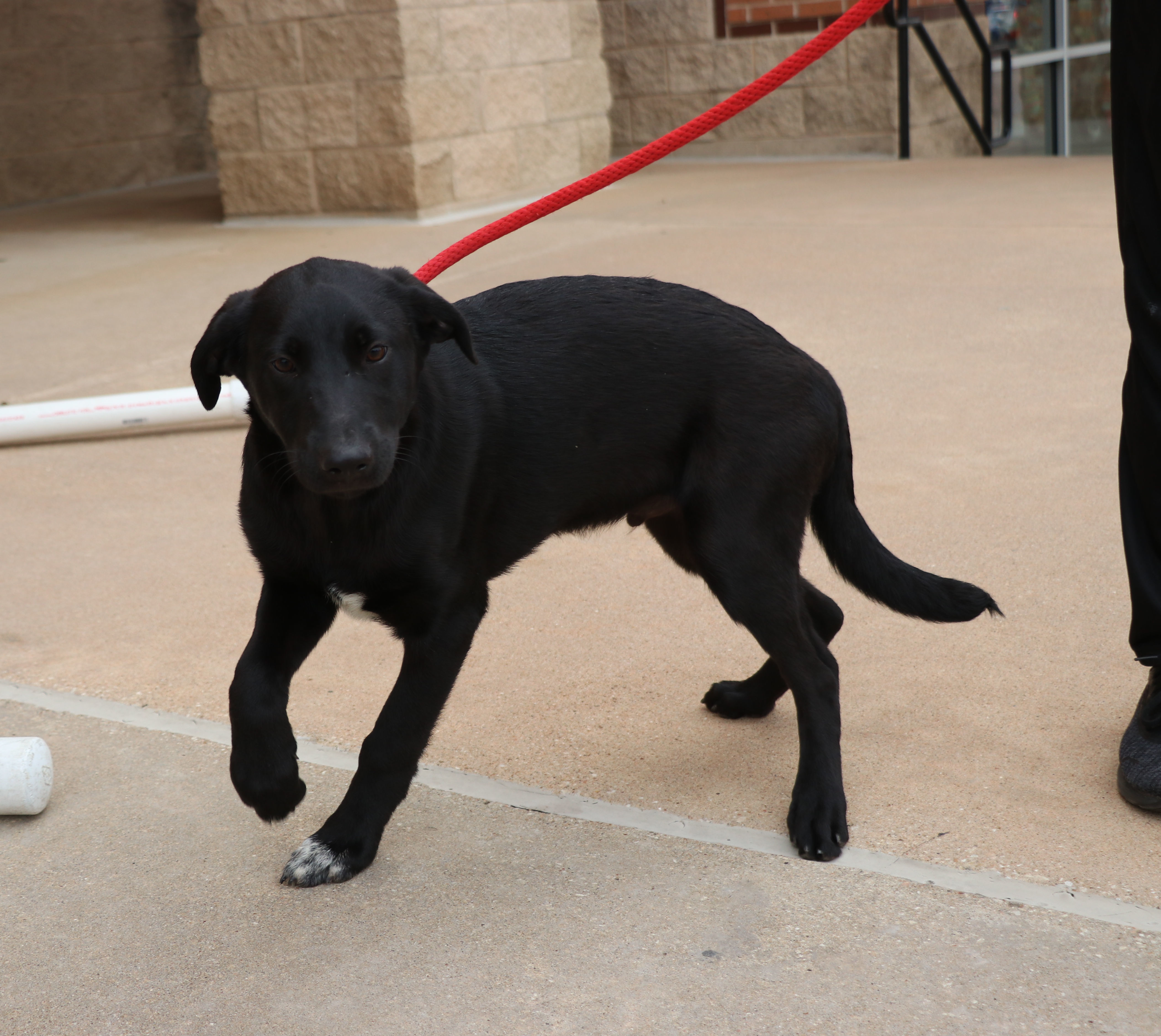 Dweezel, a Adoptable mixed breed in Pflugerville, TX image 4/6