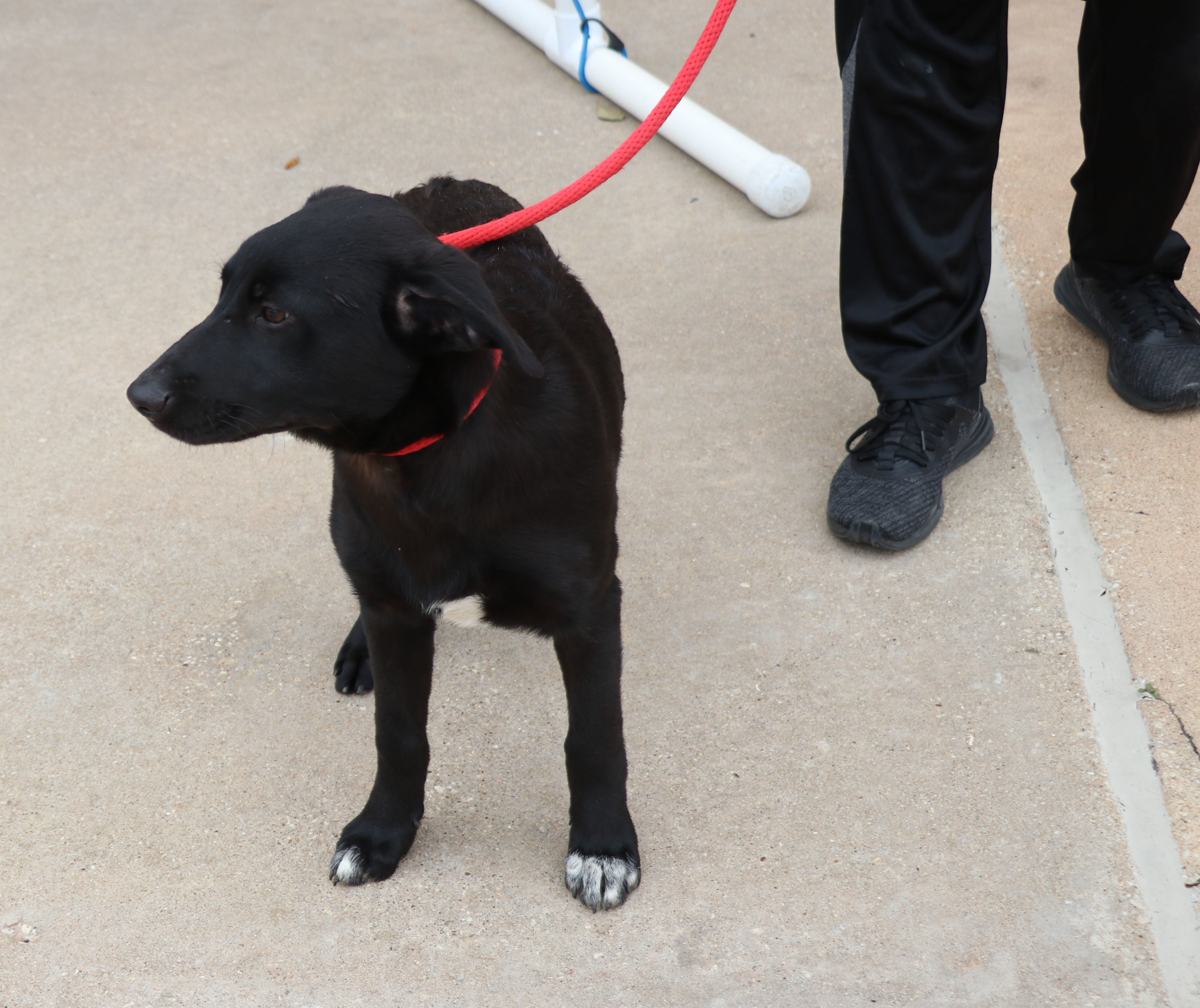 Dweezel, a Adoptable mixed breed in Pflugerville, TX image 5/6