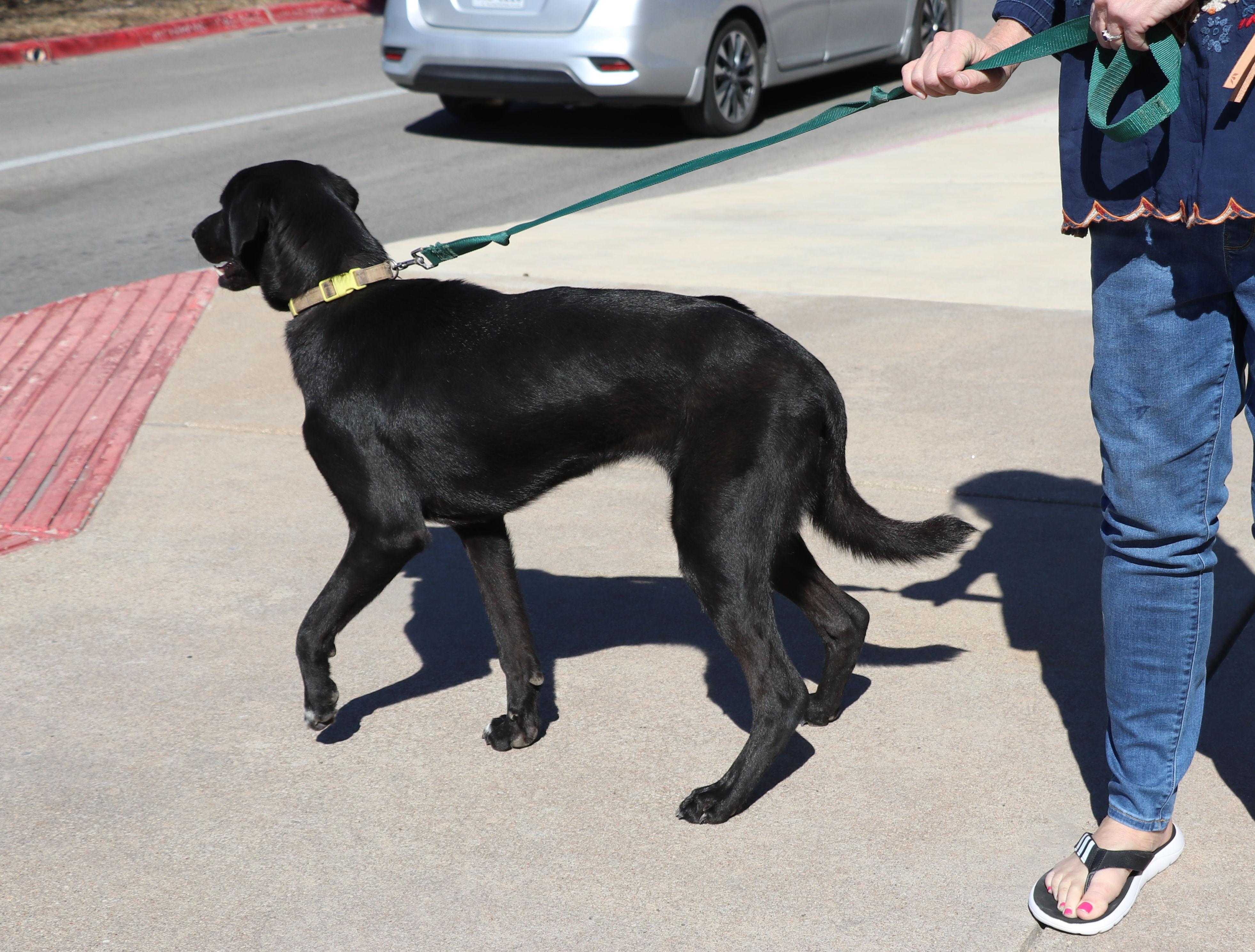 Enlarge Dweezel, a Adoptable mixed breed in Pflugerville, TX image 5/6