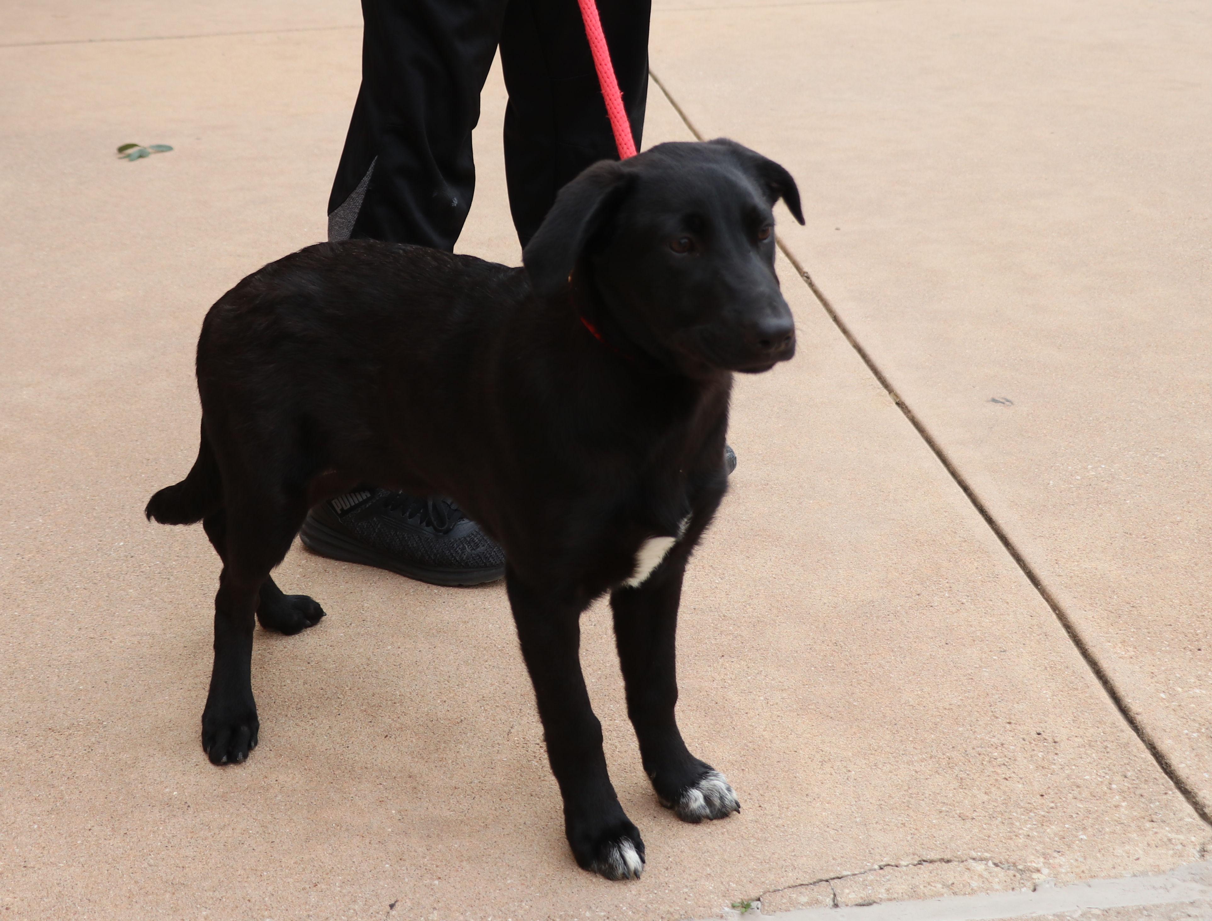Enlarge Dweezel, a Adoptable mixed breed in Pflugerville, TX image 6/6
