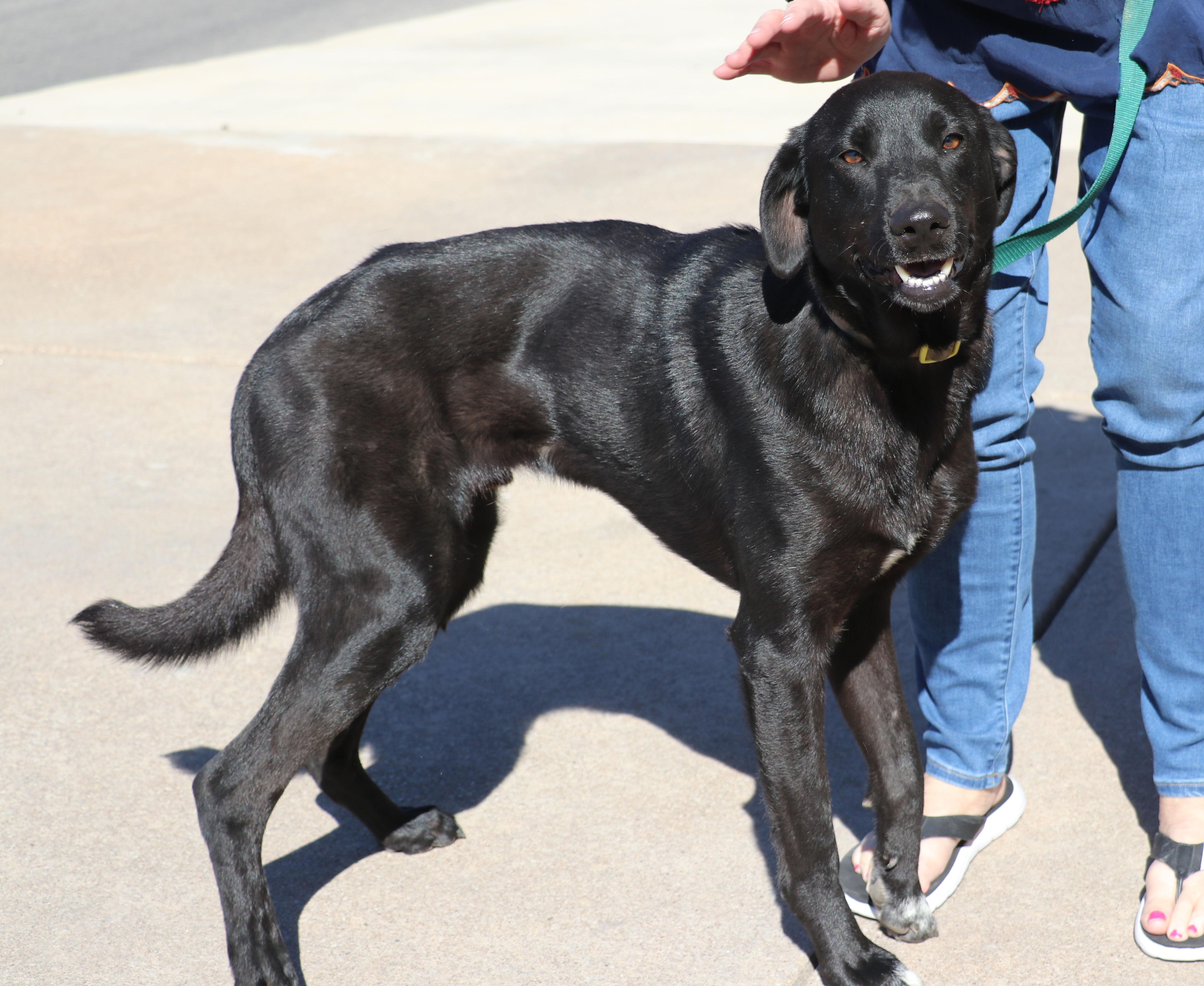 Dweezel, Adoptable, Young Male Labrador Retriever.