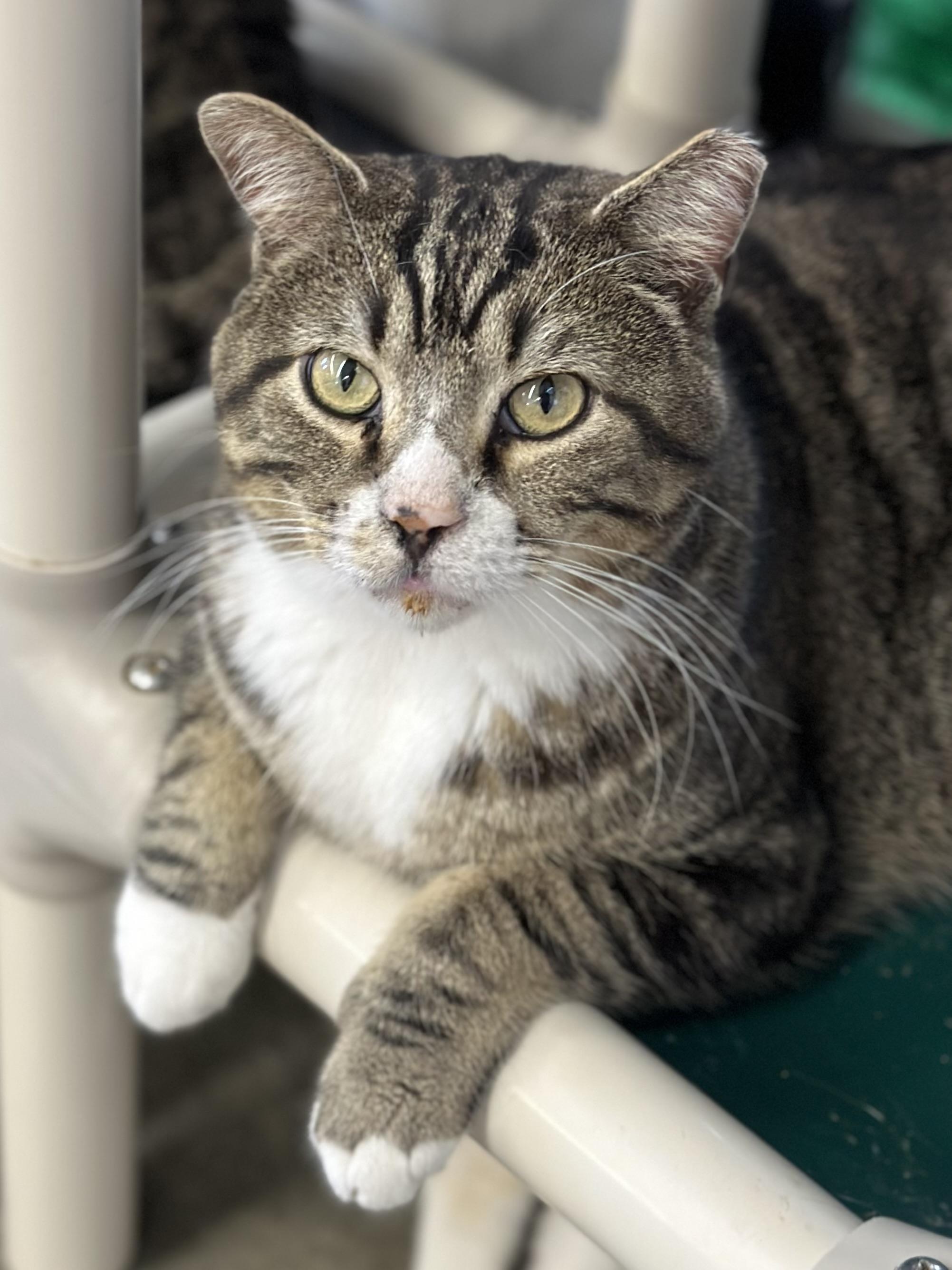 Enlarge Garrison, a ADOPTABLE Domestic Short Hair in Faribault, MN image 3/6