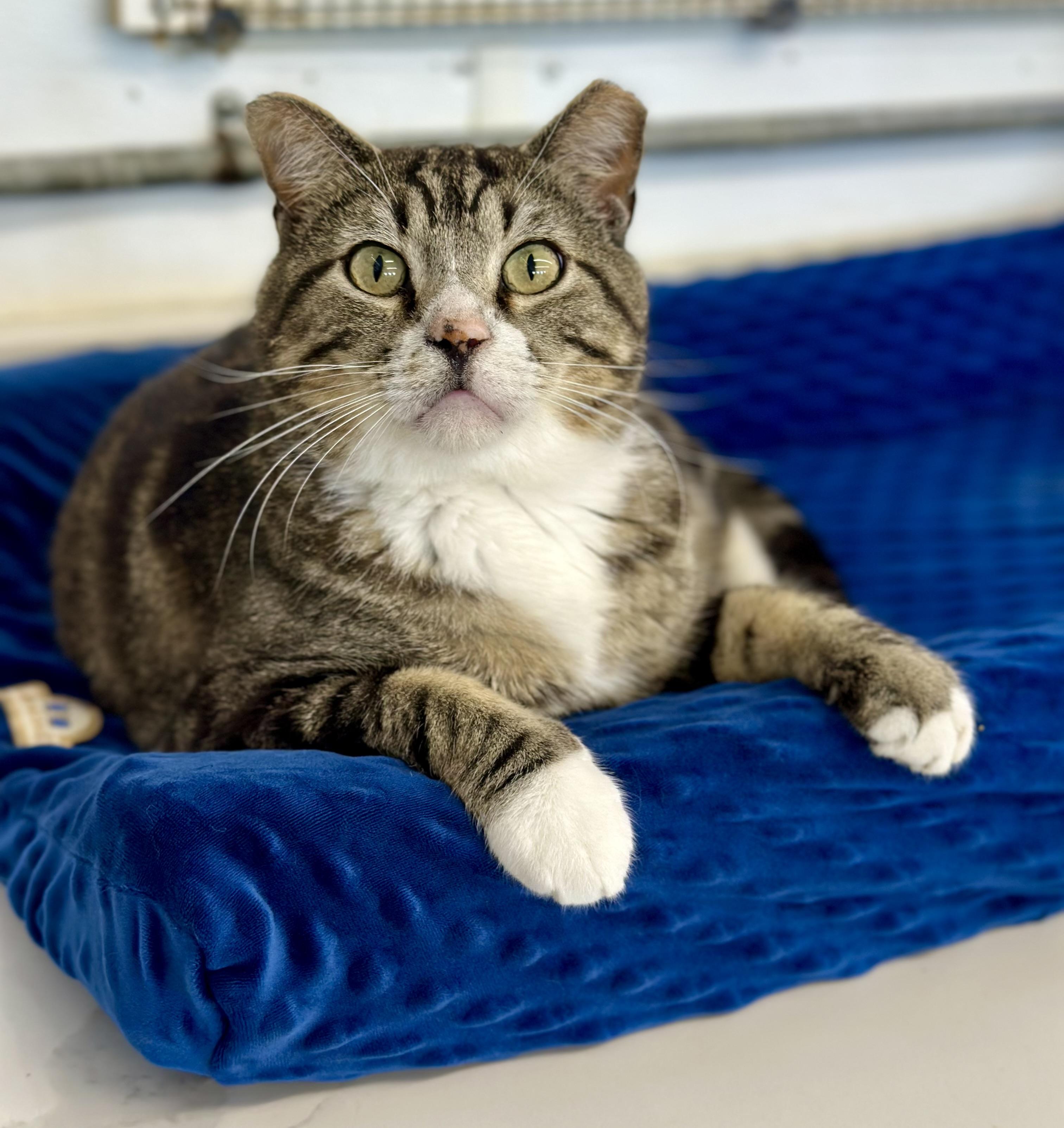 Enlarge Garrison, a ADOPTABLE Domestic Short Hair in Faribault, MN image 1/6