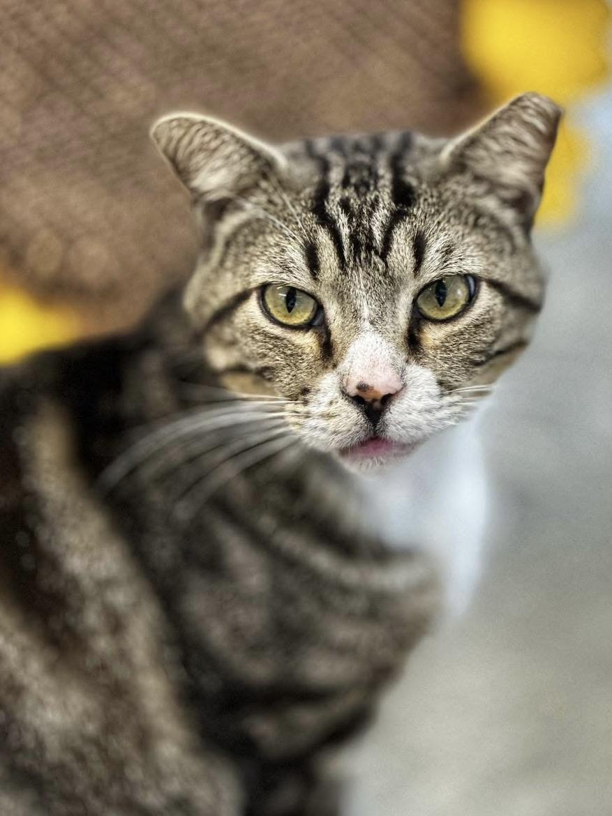 Enlarge Garrison, a ADOPTABLE Domestic Short Hair in Faribault, MN image 5/6