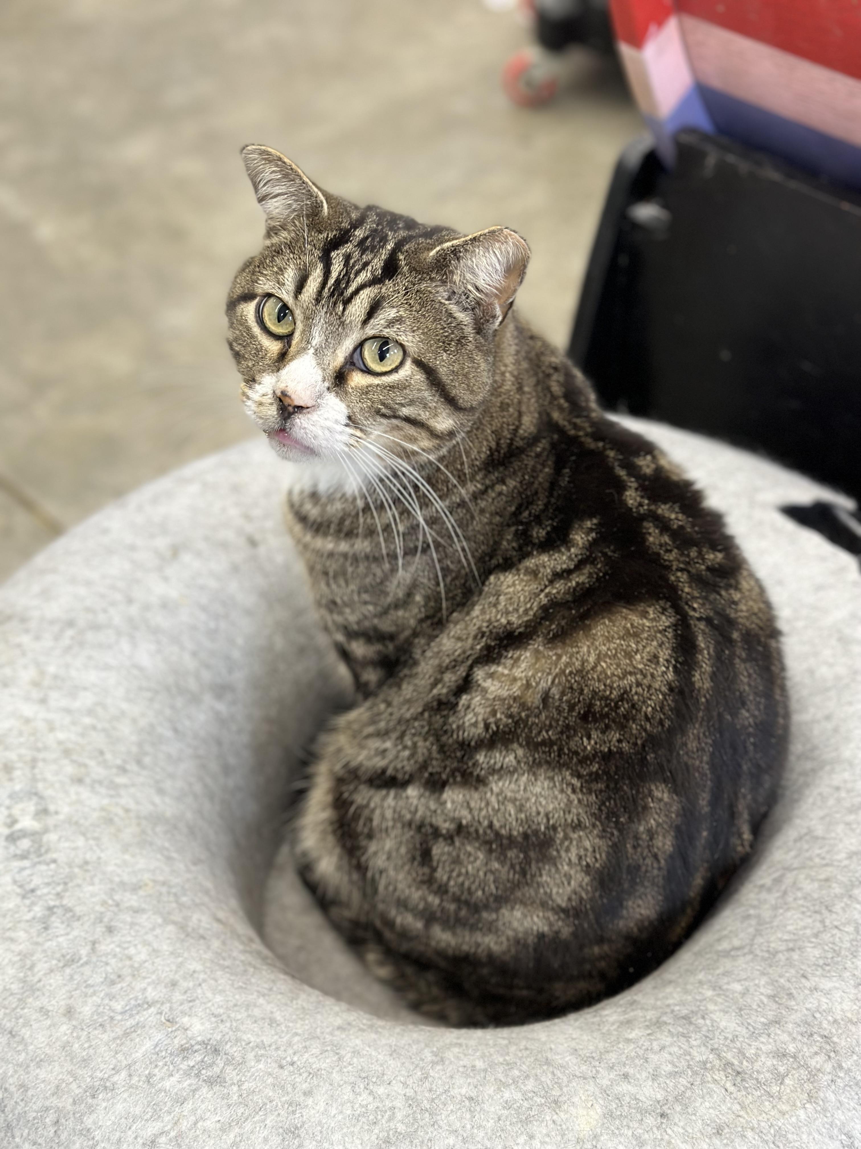Enlarge Garrison, a ADOPTABLE Domestic Short Hair in Faribault, MN image 4/6
