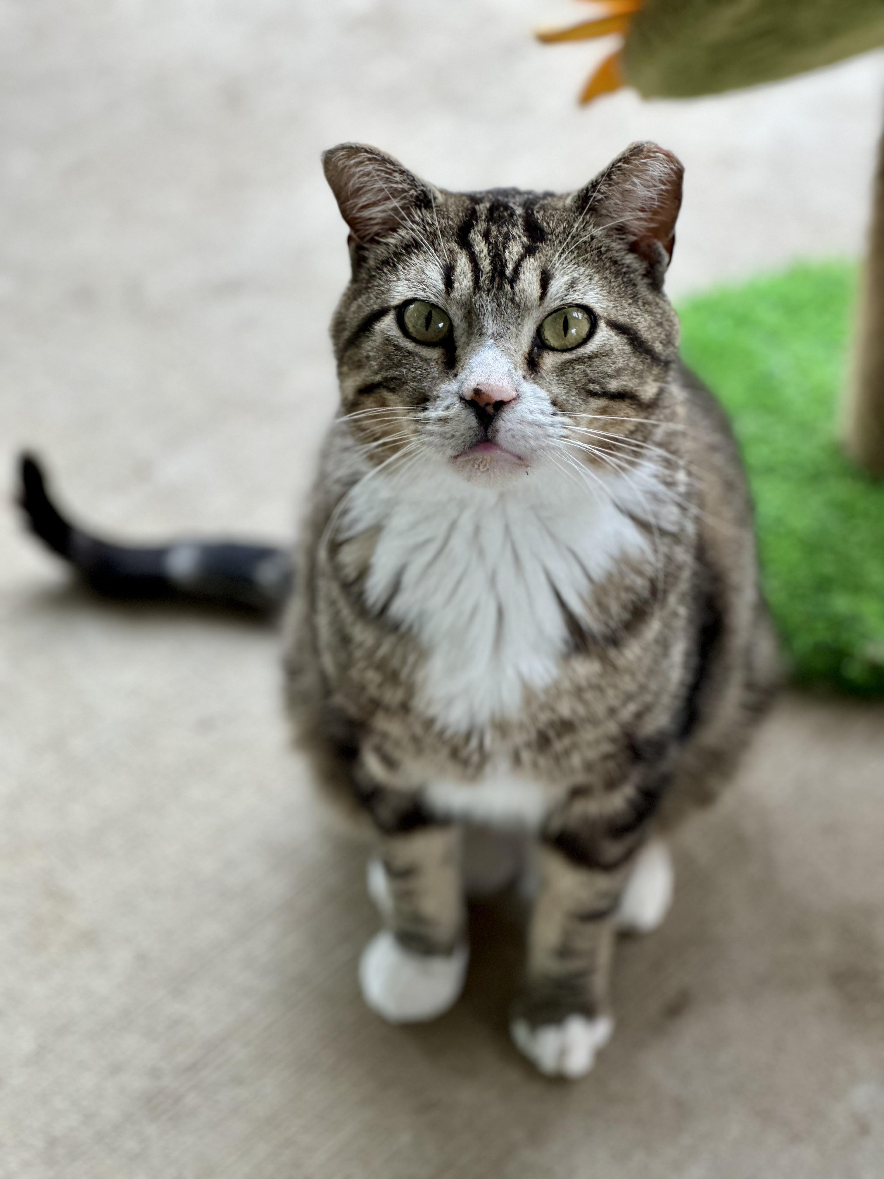Enlarge Garrison, a ADOPTABLE Domestic Short Hair in Faribault, MN image 6/6