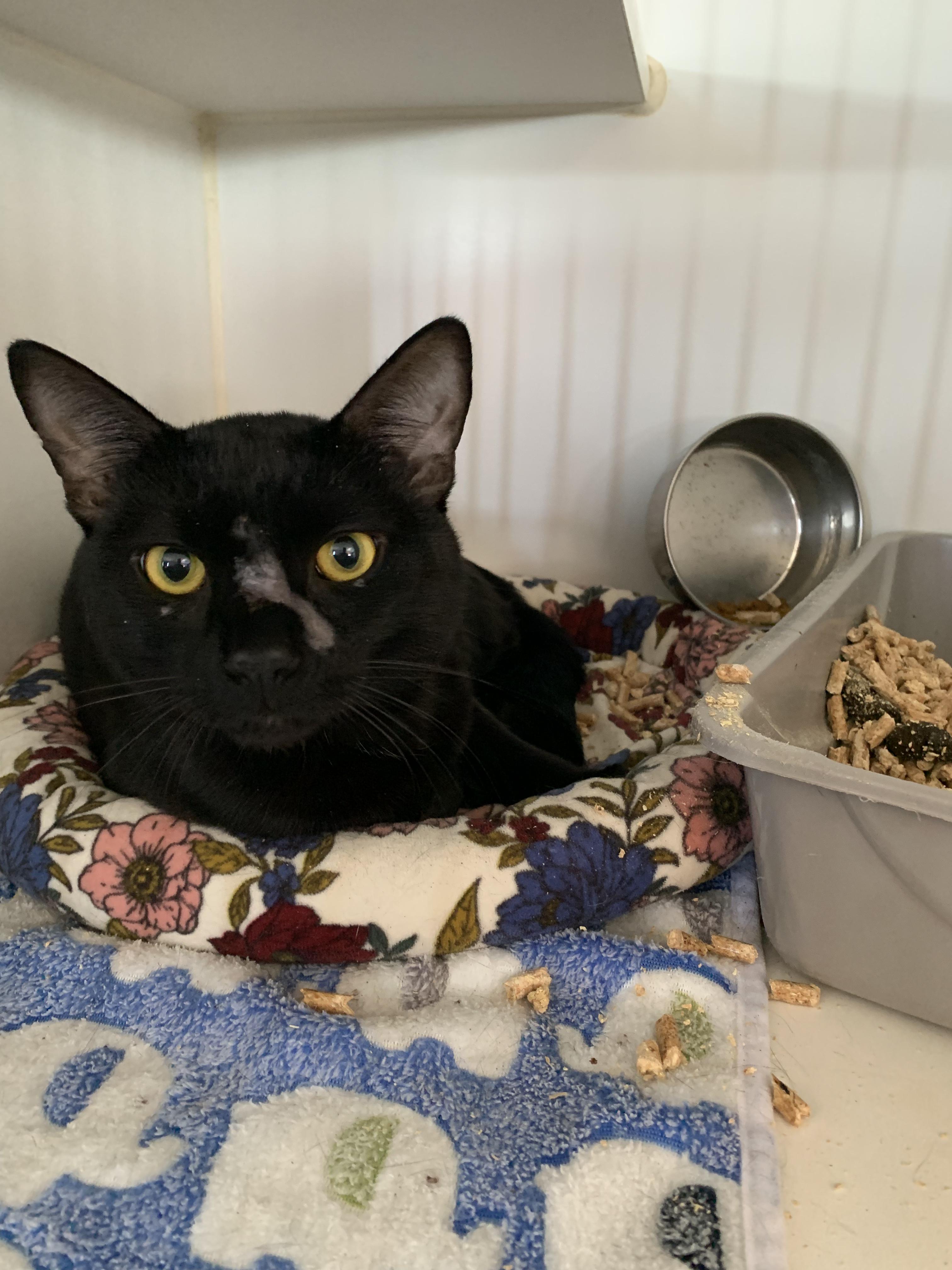 Big Z Domestic Short Hair Cat
