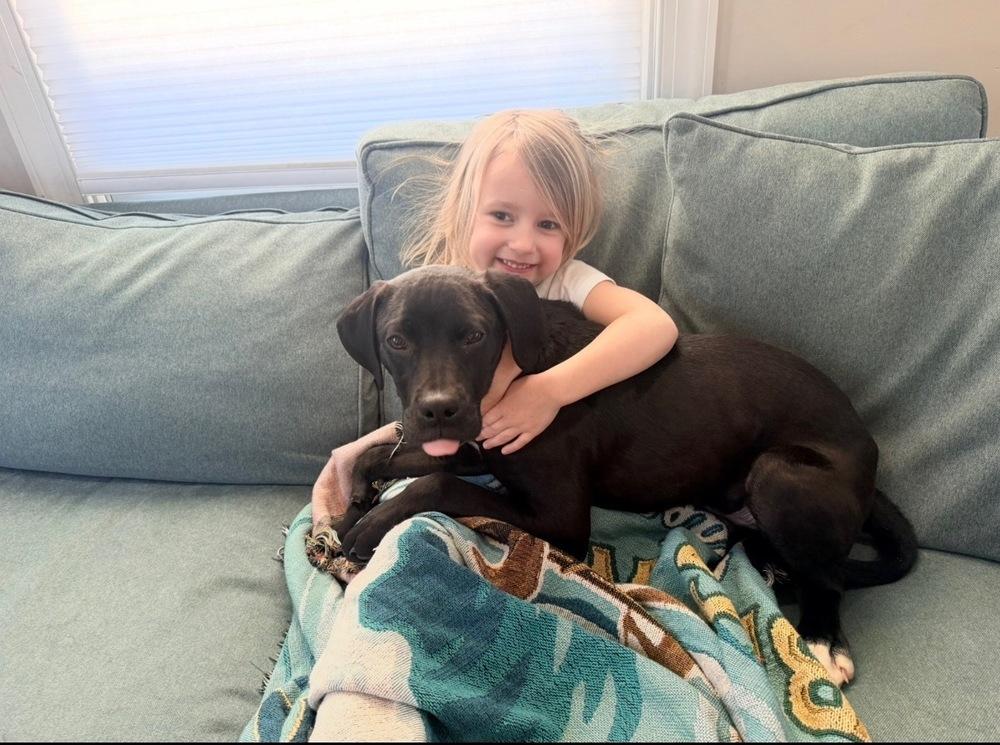 Enlarge Dusty, a Adoptable mixed breed in Willingboro, NJ image 1/6