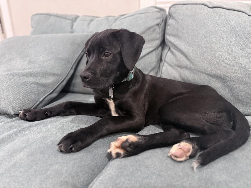 Enlarge Dusty, a Adoptable mixed breed in Willingboro, NJ image 3/6