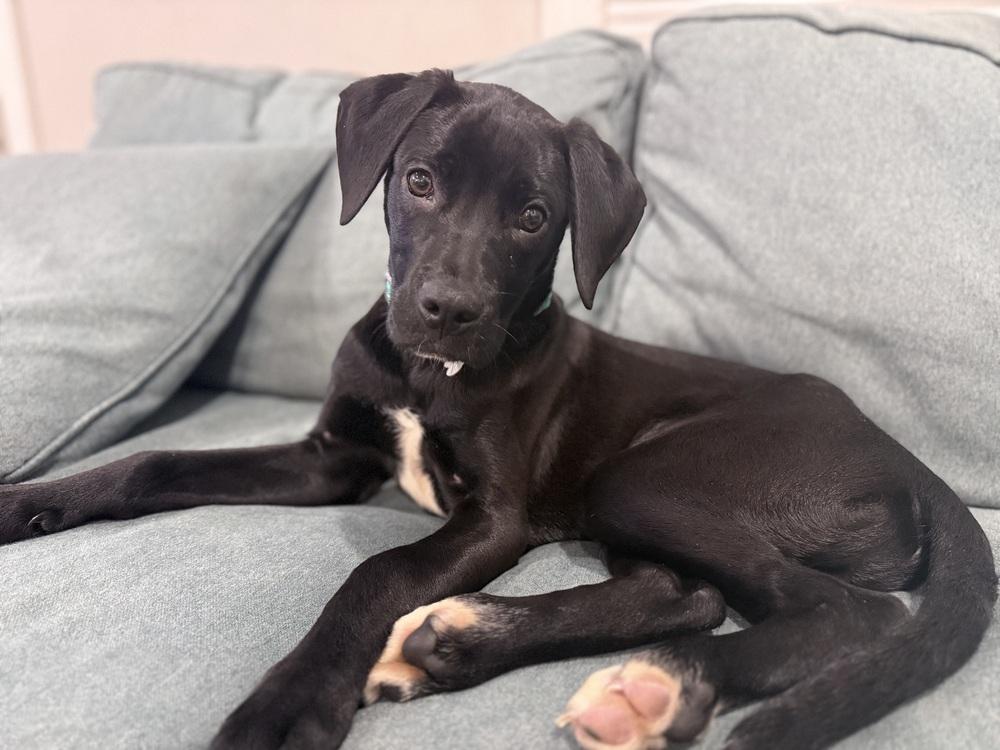 Enlarge Dusty, a Adoptable mixed breed in Willingboro, NJ image 4/6