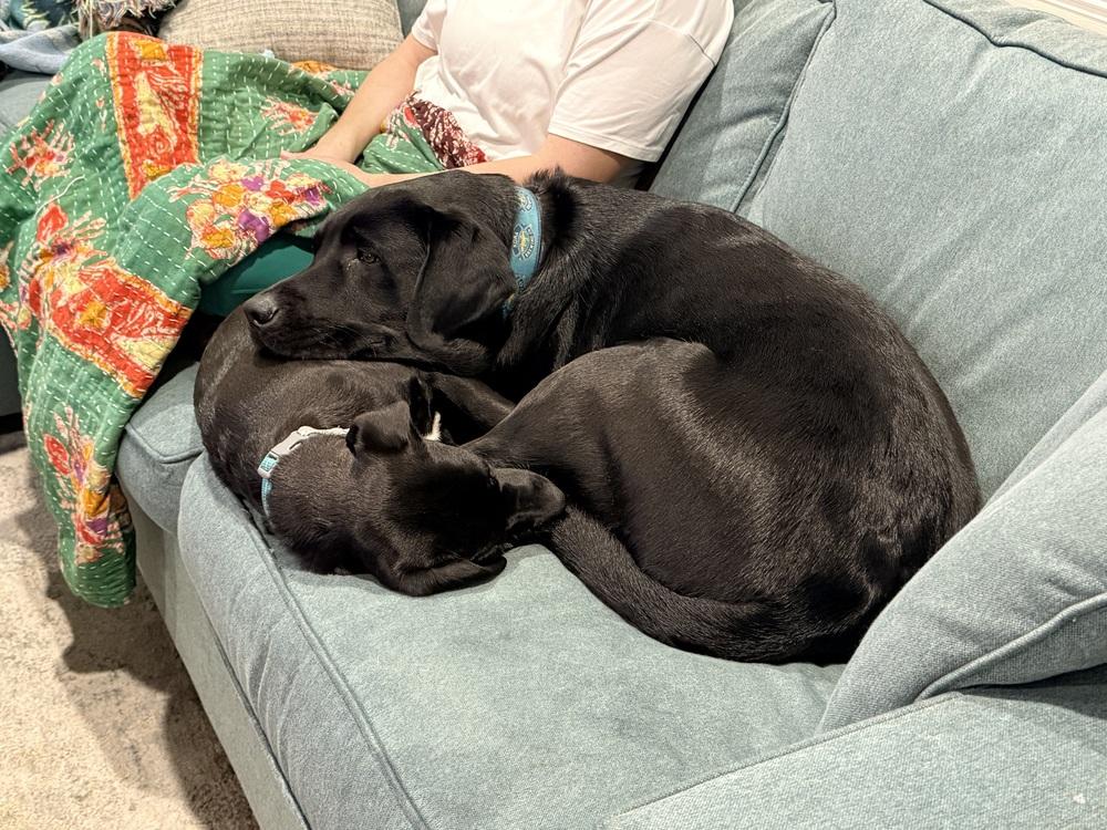 Enlarge Dusty, a Adoptable mixed breed in Willingboro, NJ image 5/6